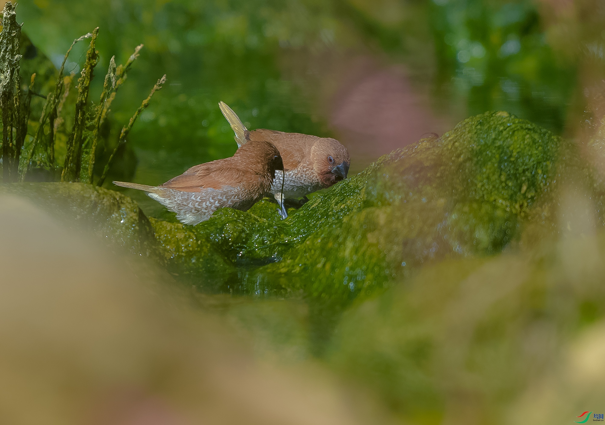 DSC_4087.JPG