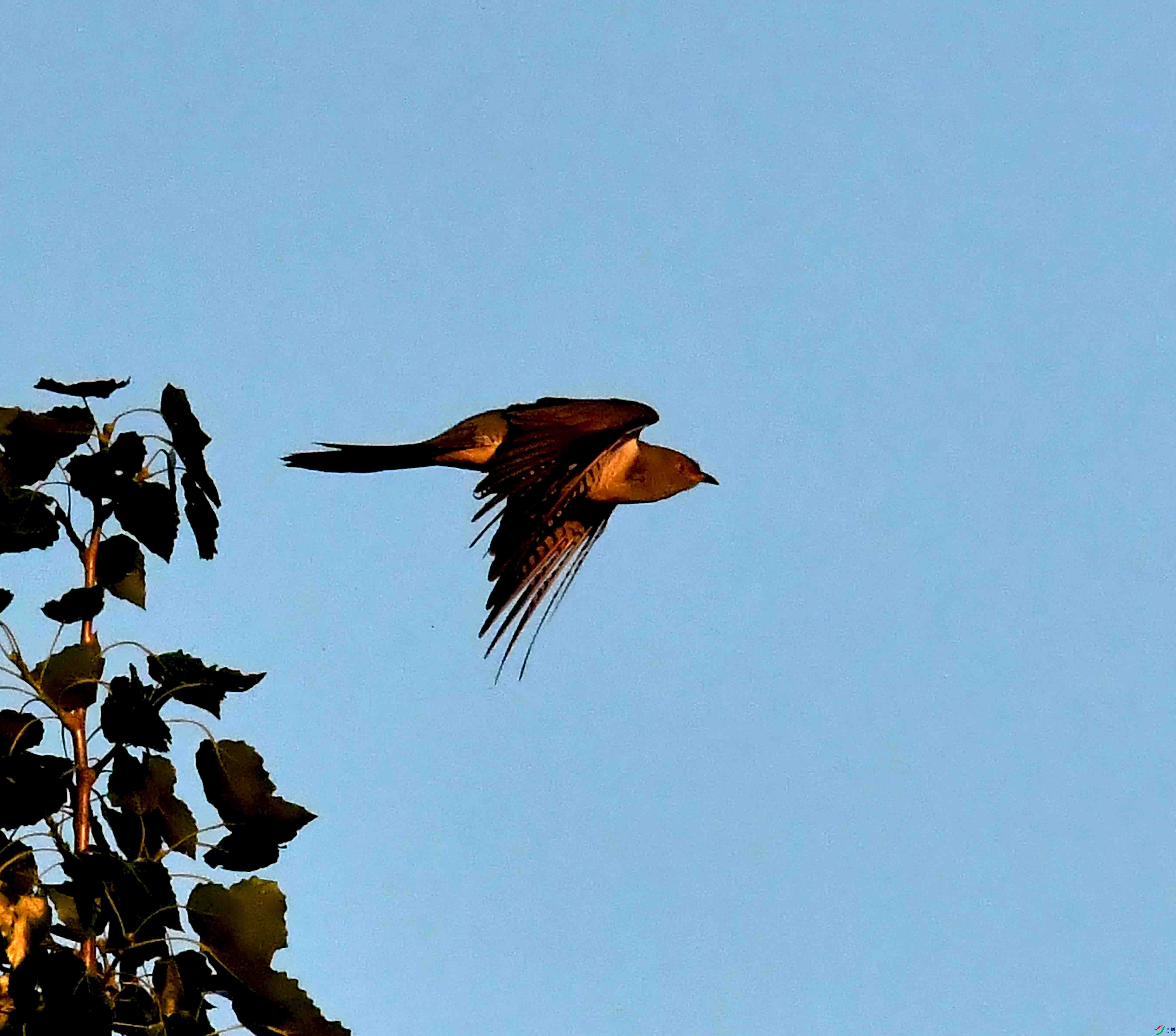 DSC_3371.JPG
