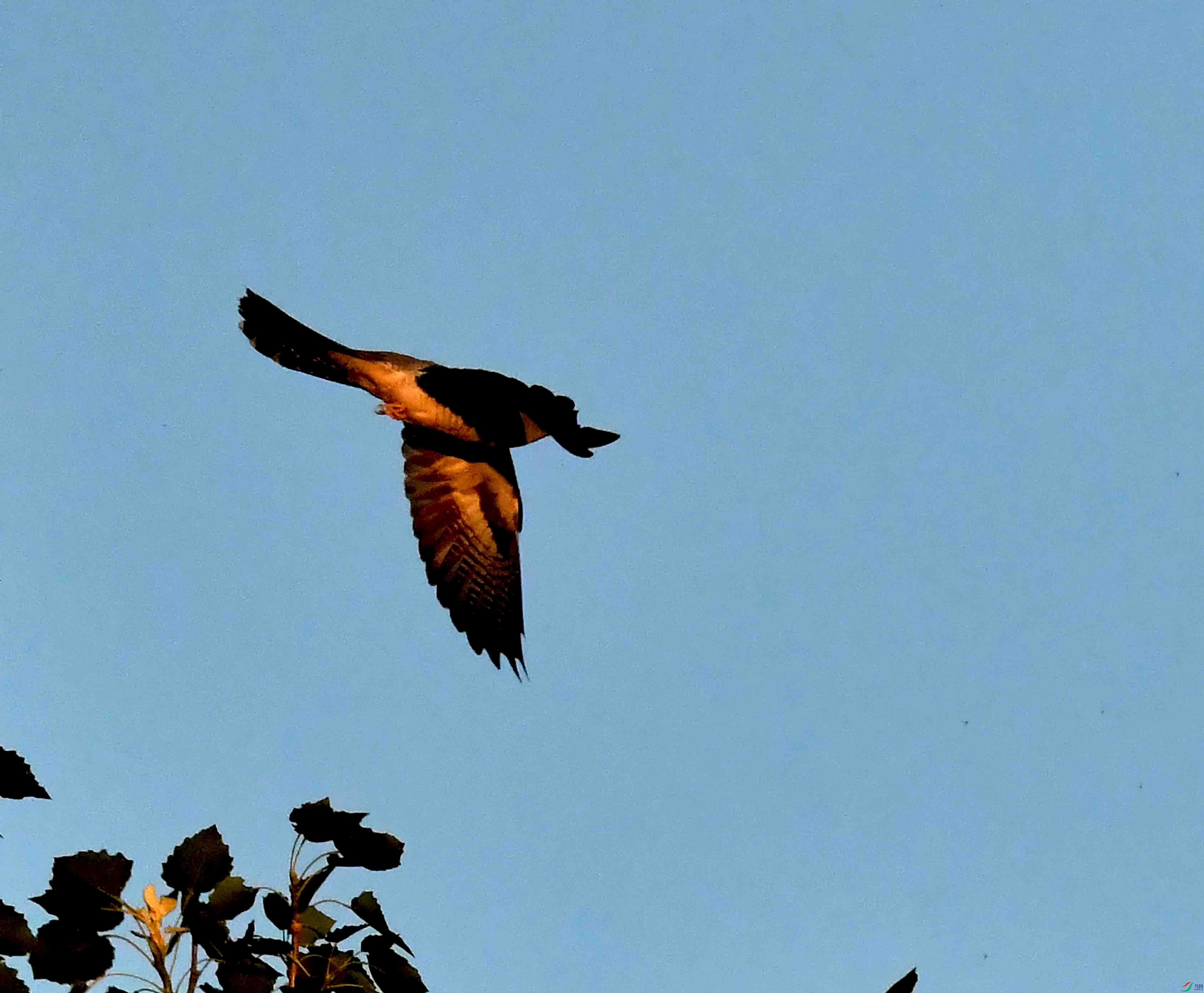 DSC_3372.JPG