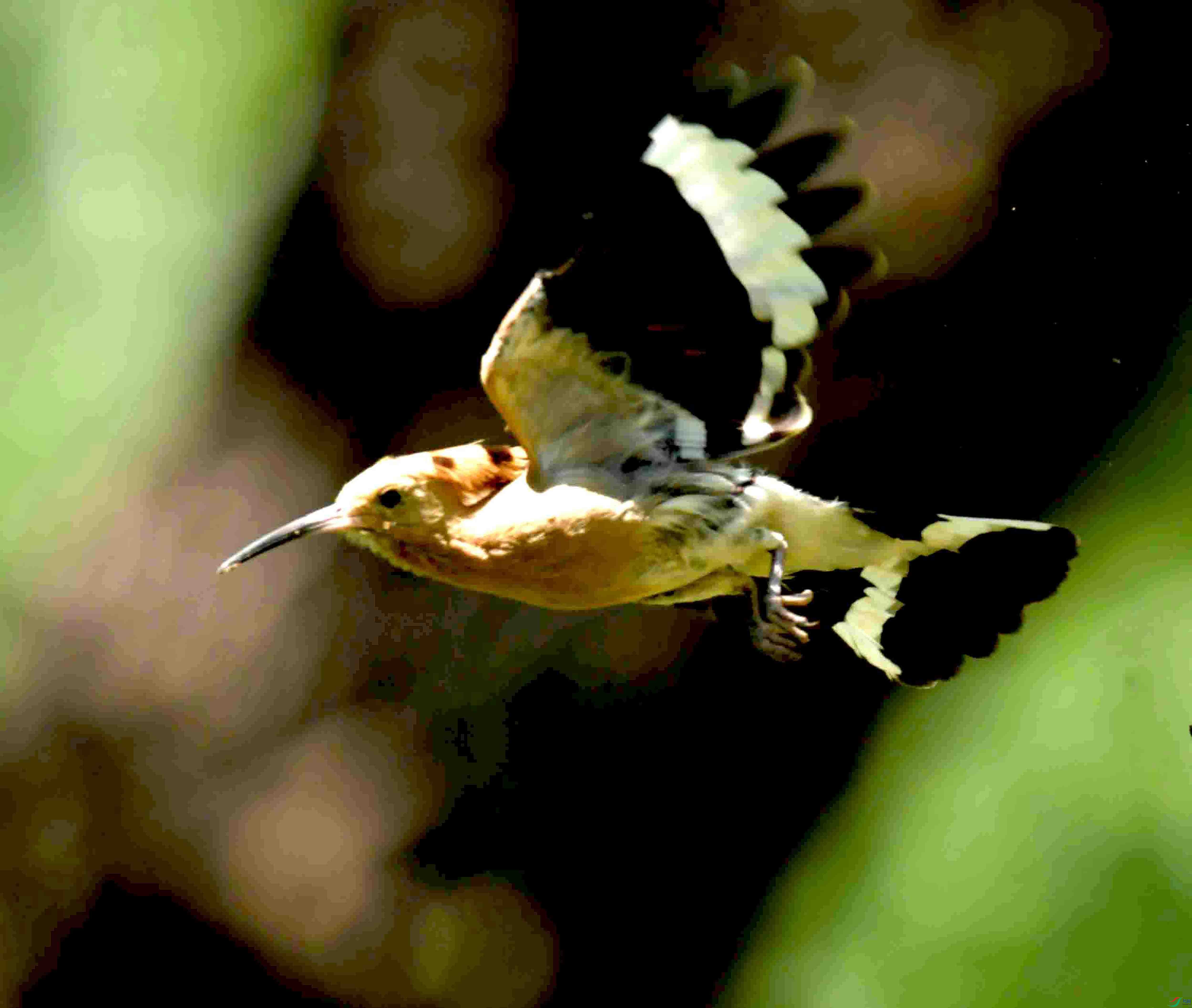 DSC_2873.JPG