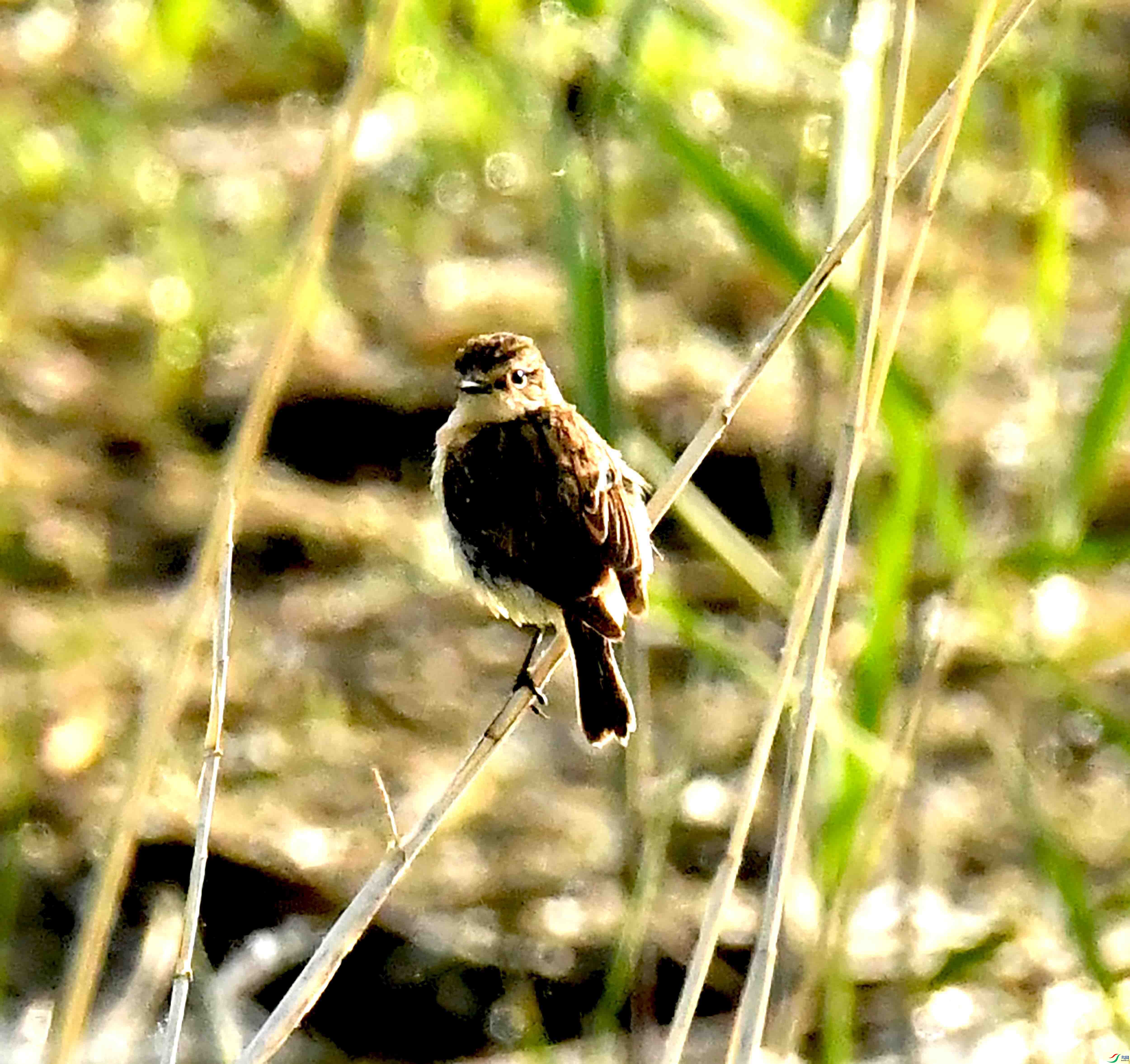 DSC_2925.JPG