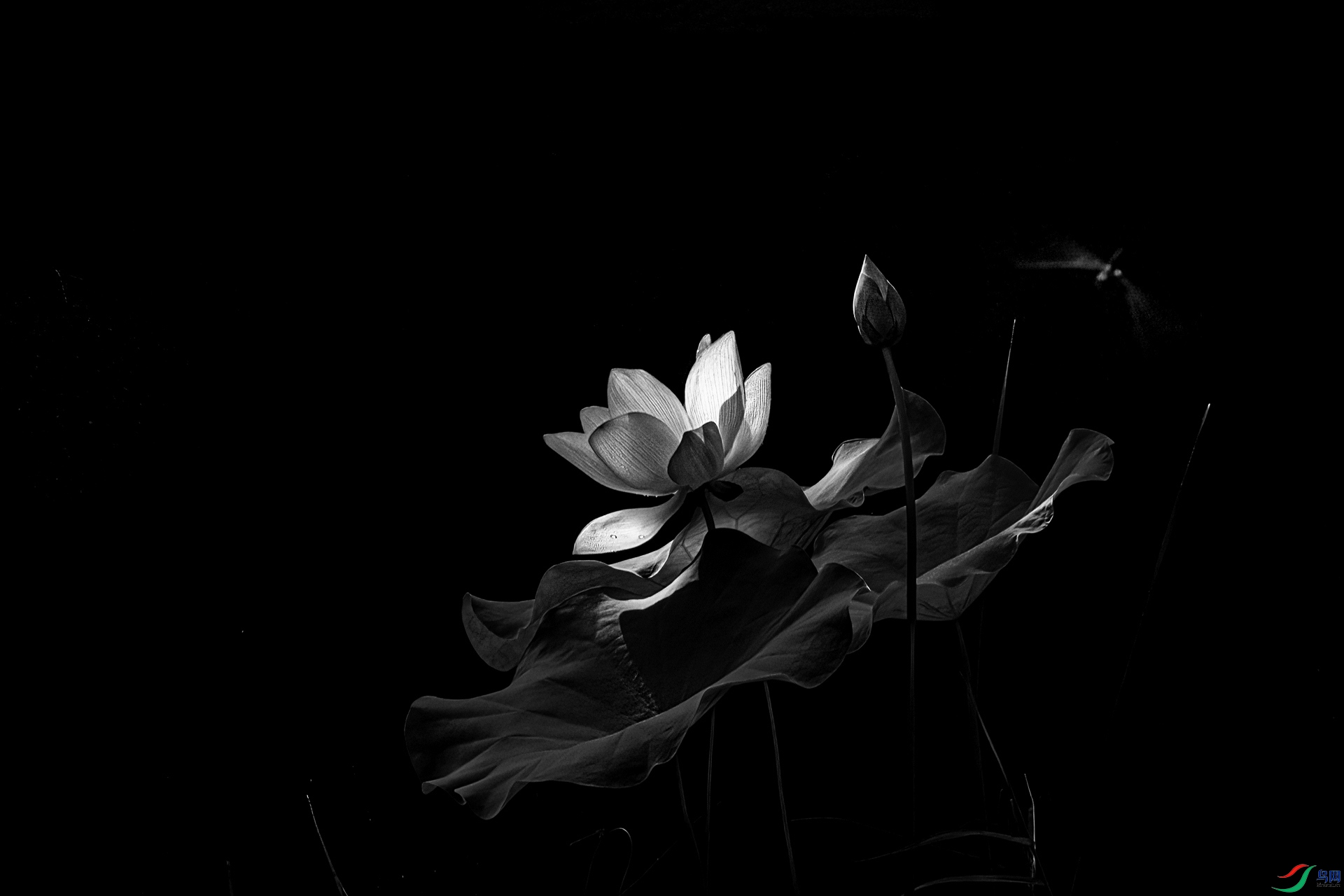 407A5396-Sh---1 hp.jpg