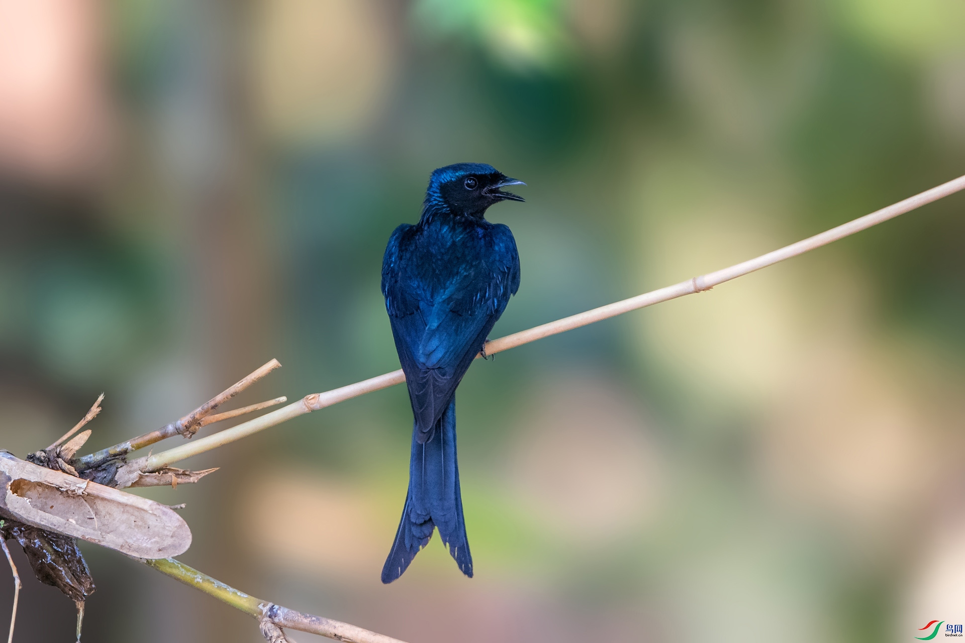 ��_AUU7956����ͭɫ��β(23.5.8)-1.jpg