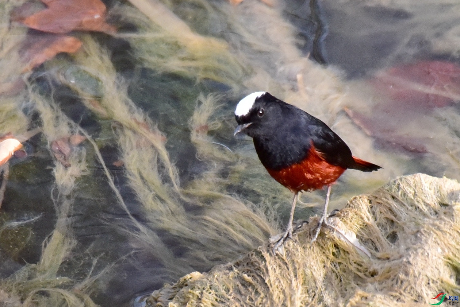 DSC_4113.JPG