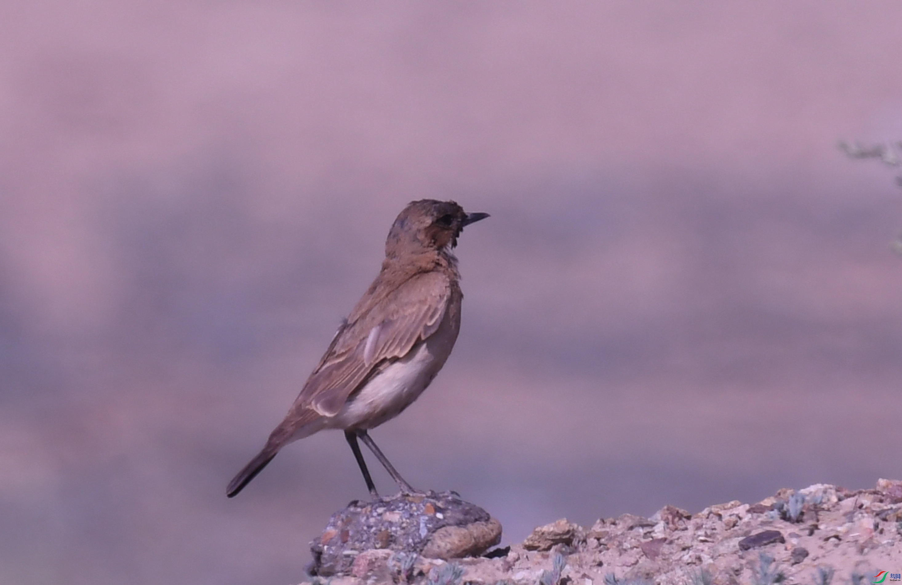 ������䳭