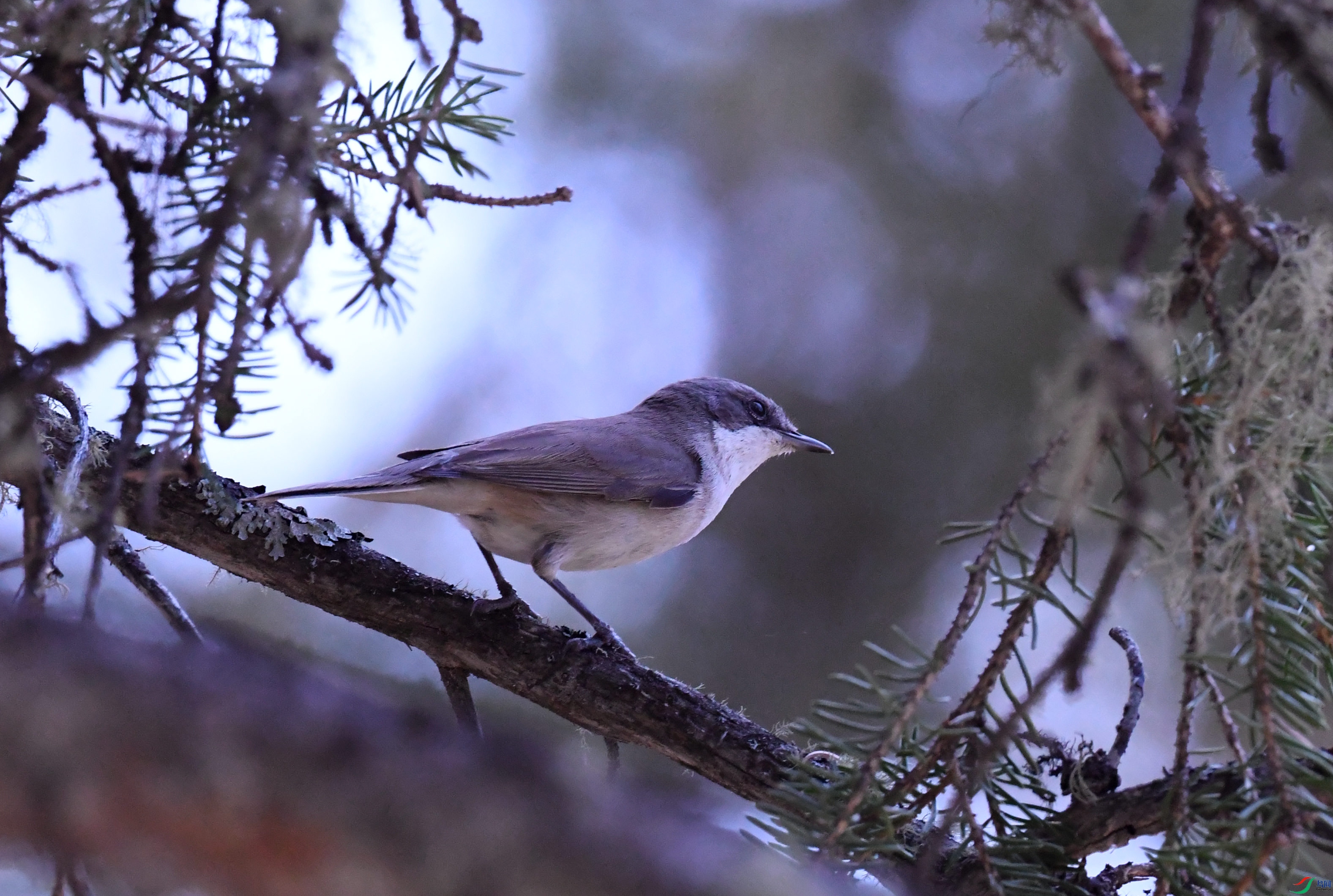 ���ϰ׺���ݺ