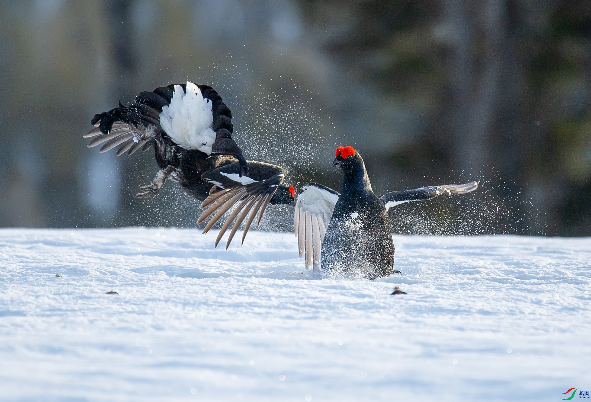 ��DSC_3450 ��ؐ.jpg