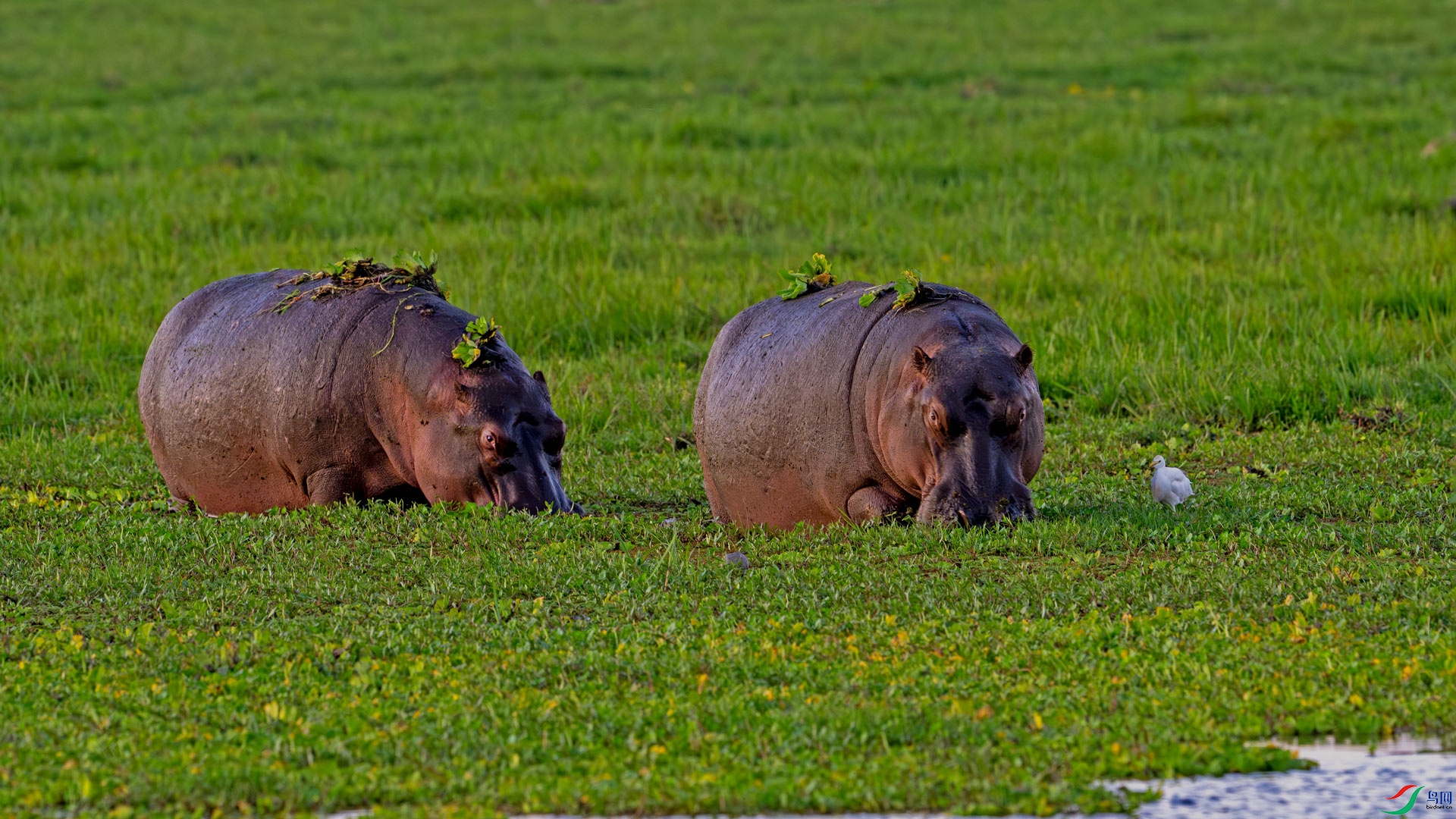 DSC_6695-����ǿ-NR----.jpg