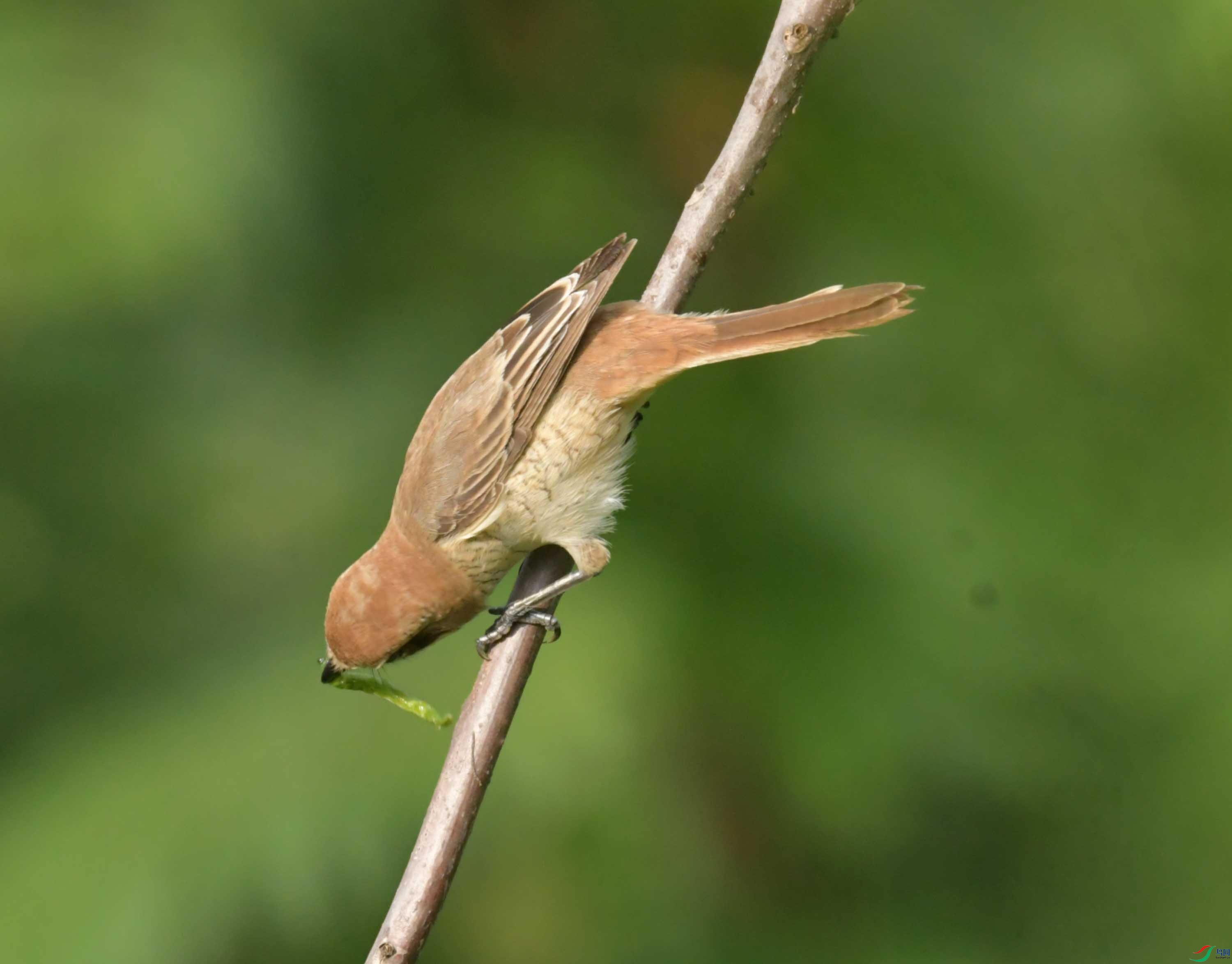 DSC_5694.JPG