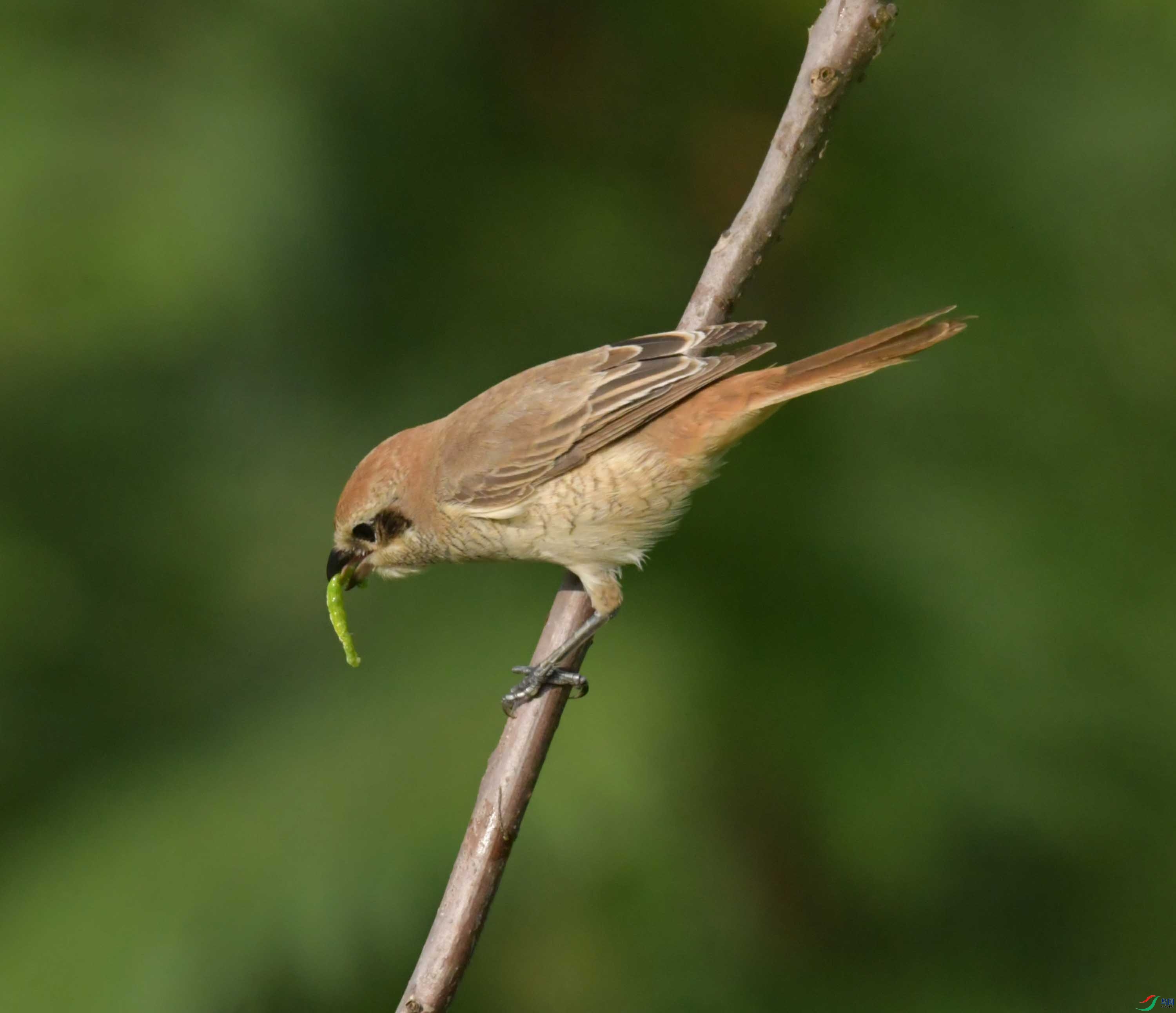 DSC_5702.JPG