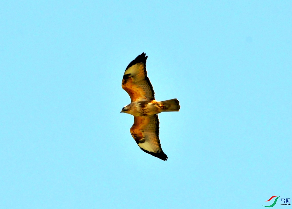 DSC_6002.JPG