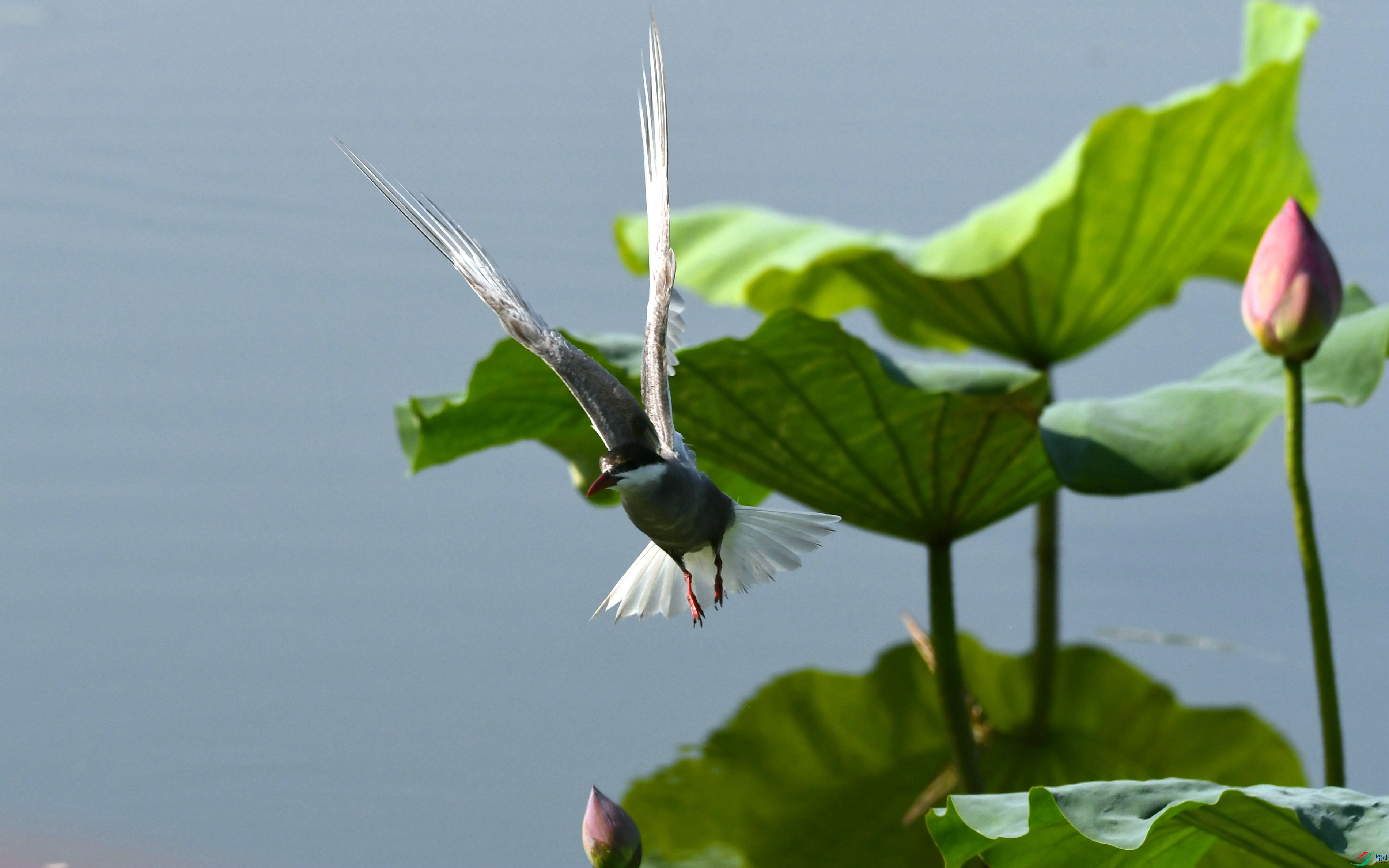 DSC_2732.JPG