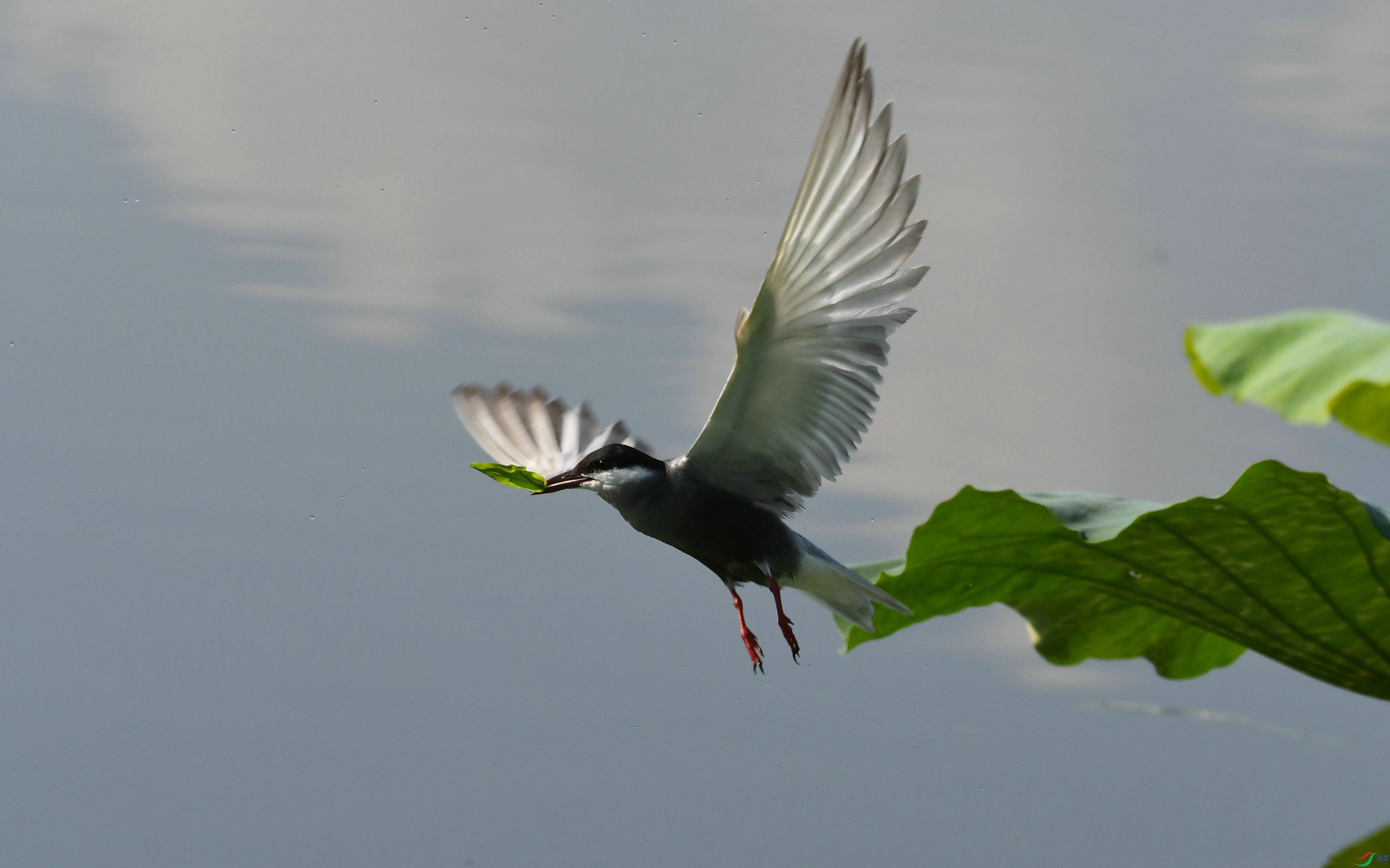 DSC_2737.JPG