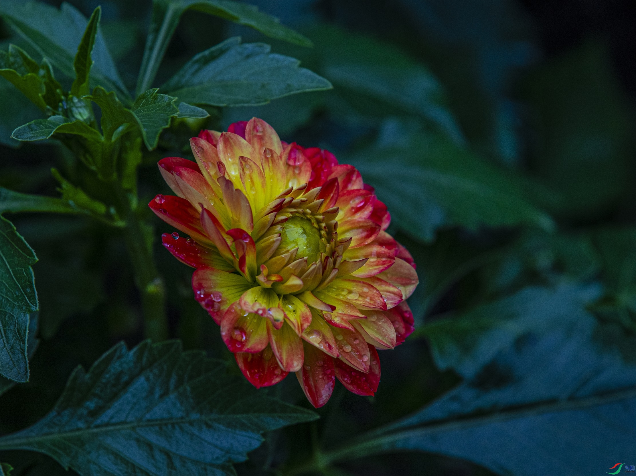 CY4A9345 ����1.jpg