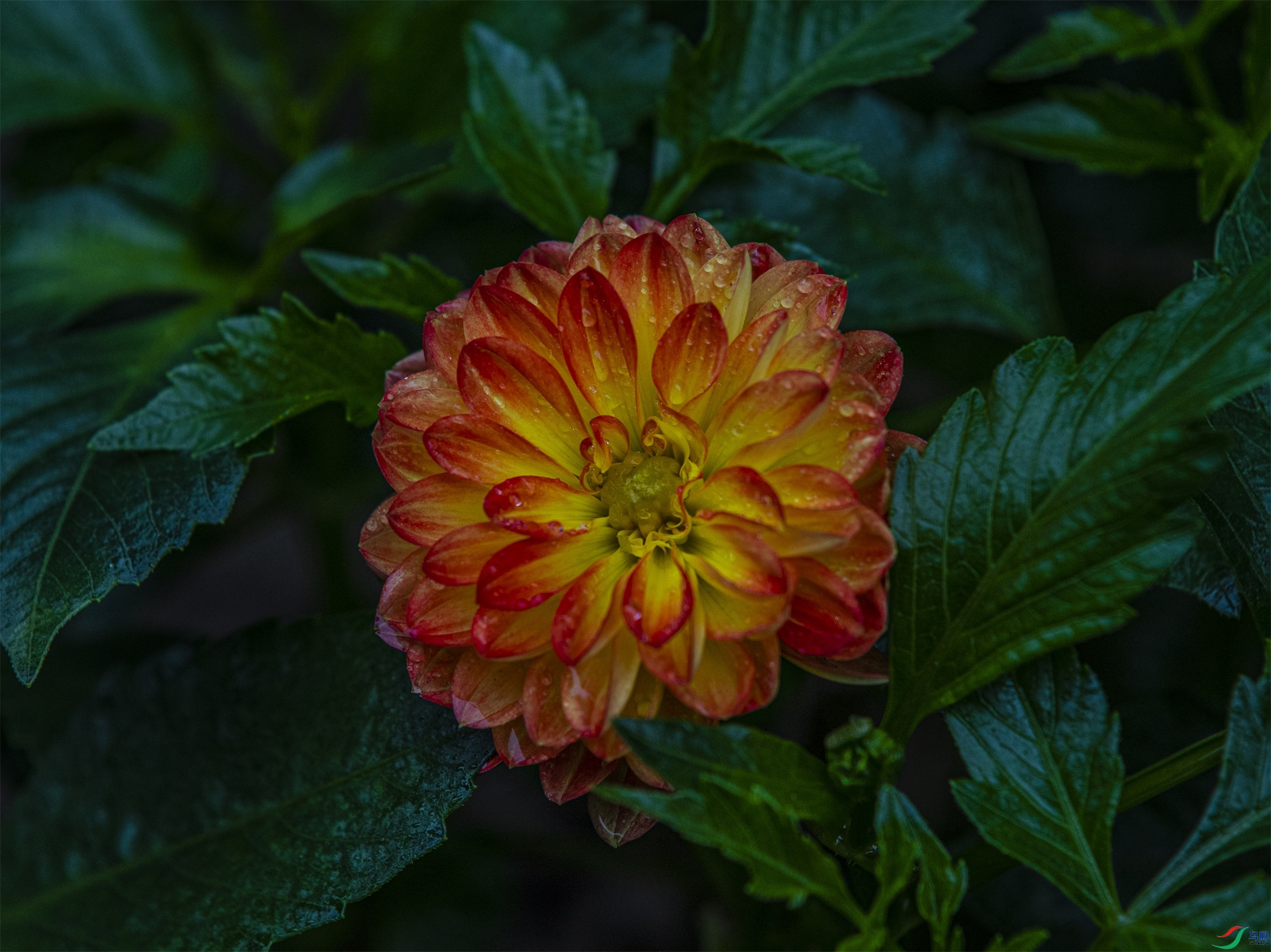 CY4A9313 ����1.jpg