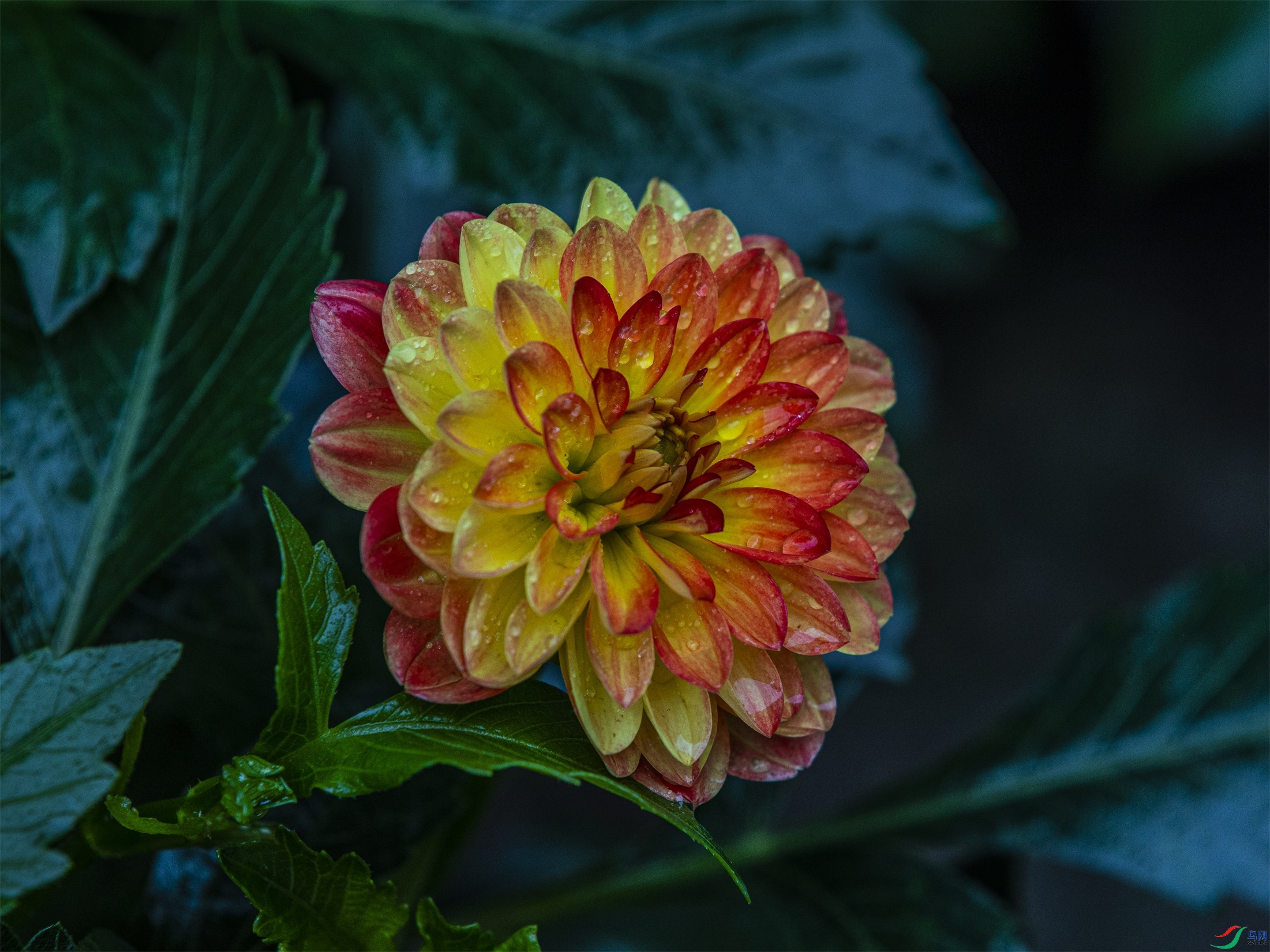 CY4A9310 ����1.jpg