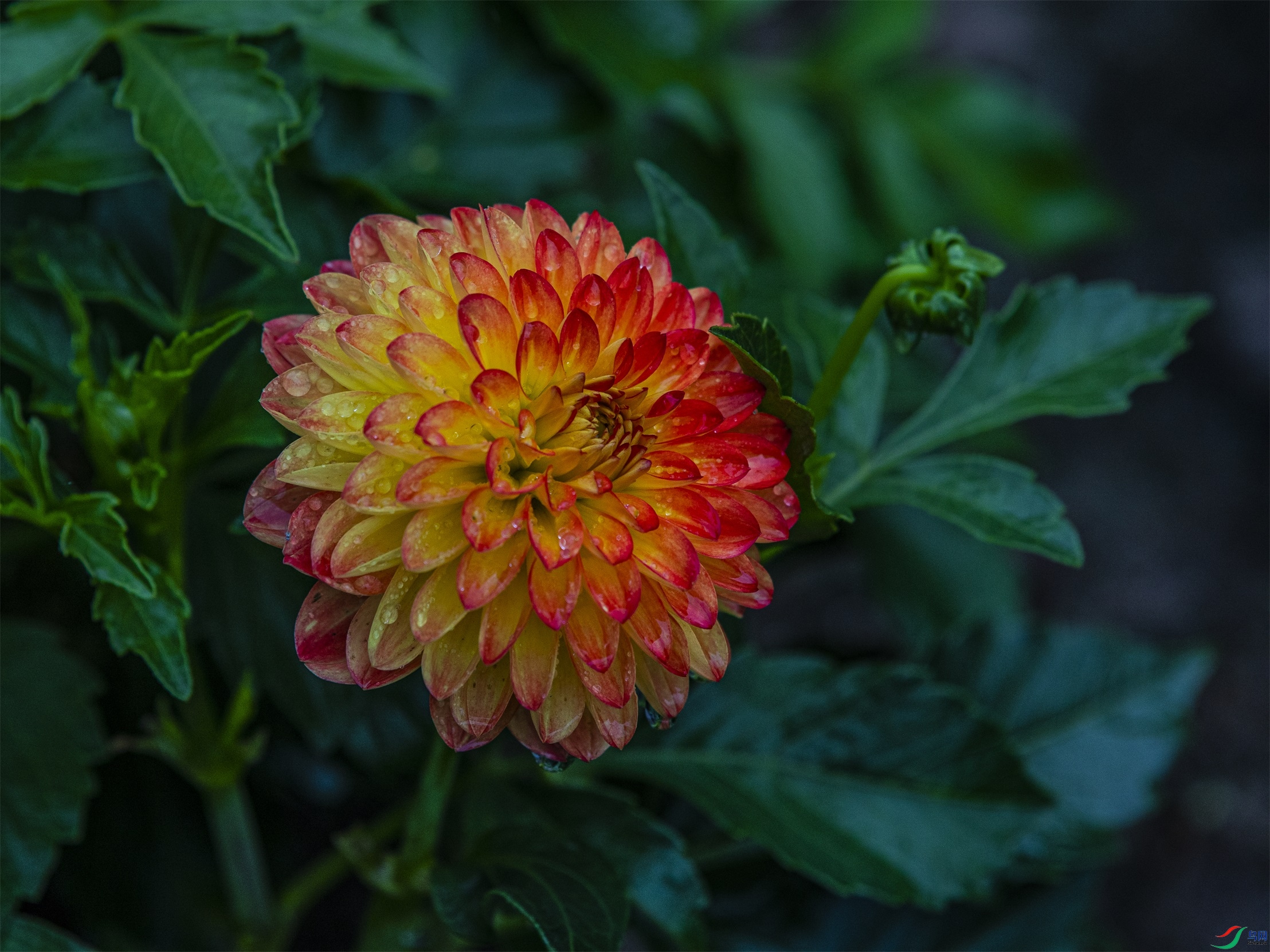 CY4A9342 ����1.jpg