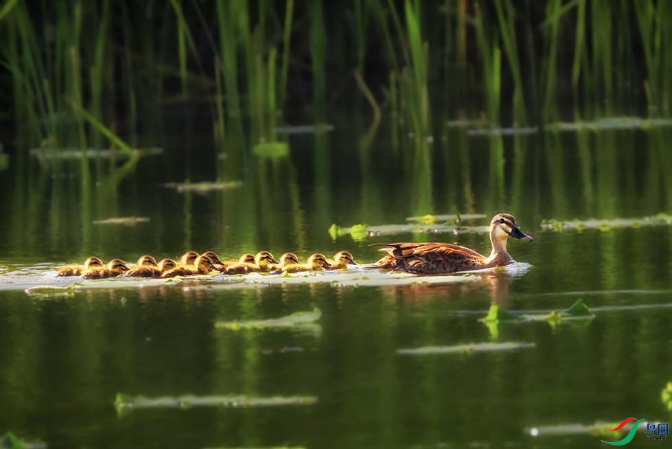 ����Ѽ���������