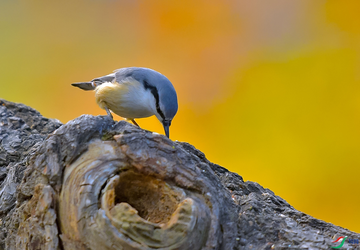 DSC_3217.JPG