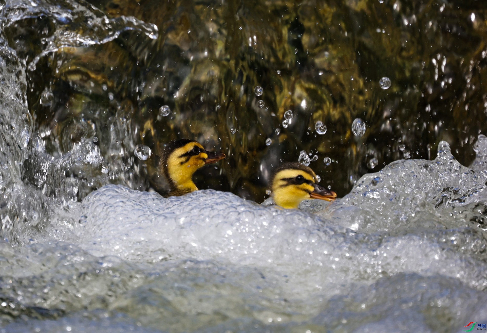 7X5A0960 - ����.JPG