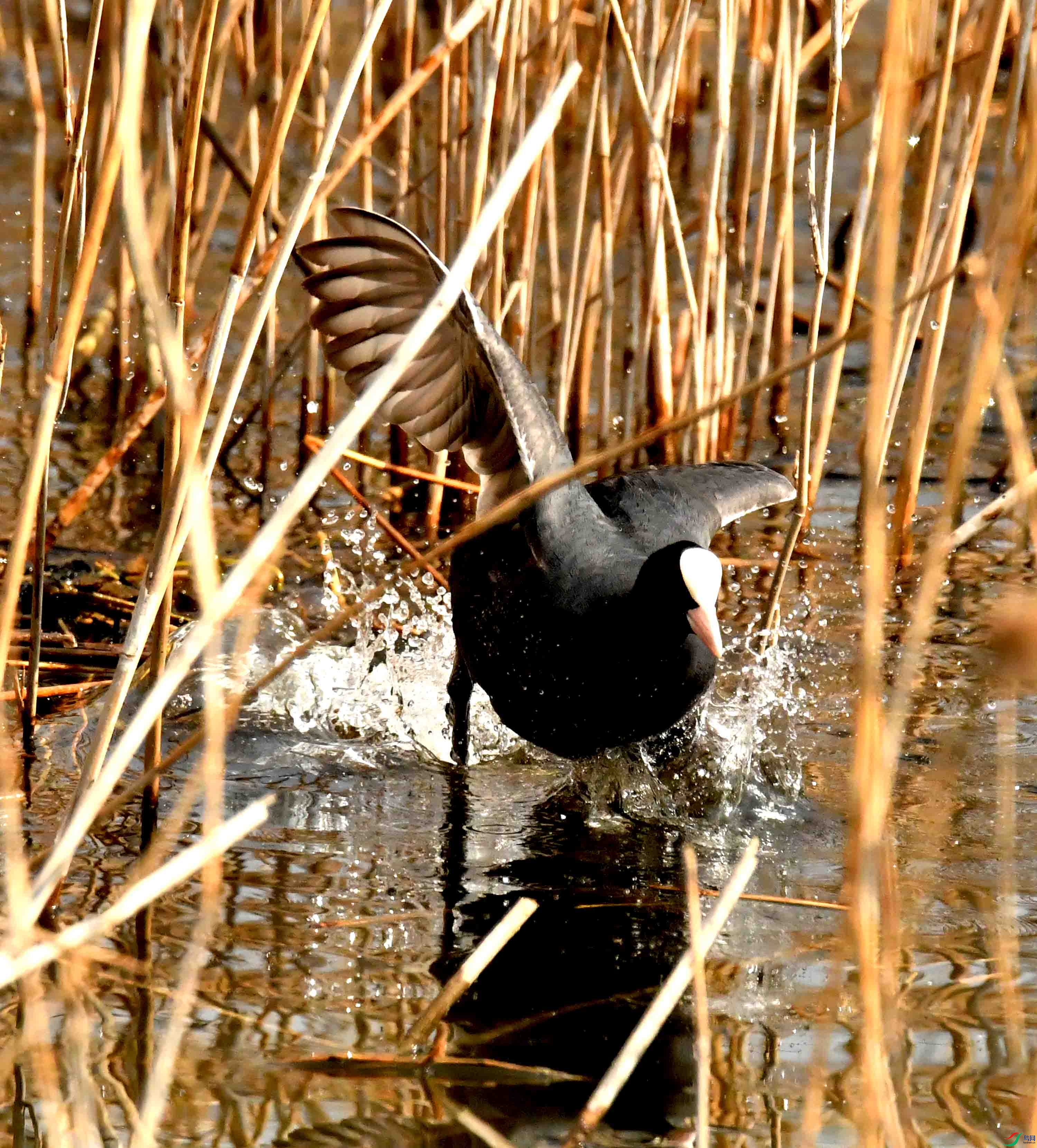 DSC_2538.JPG