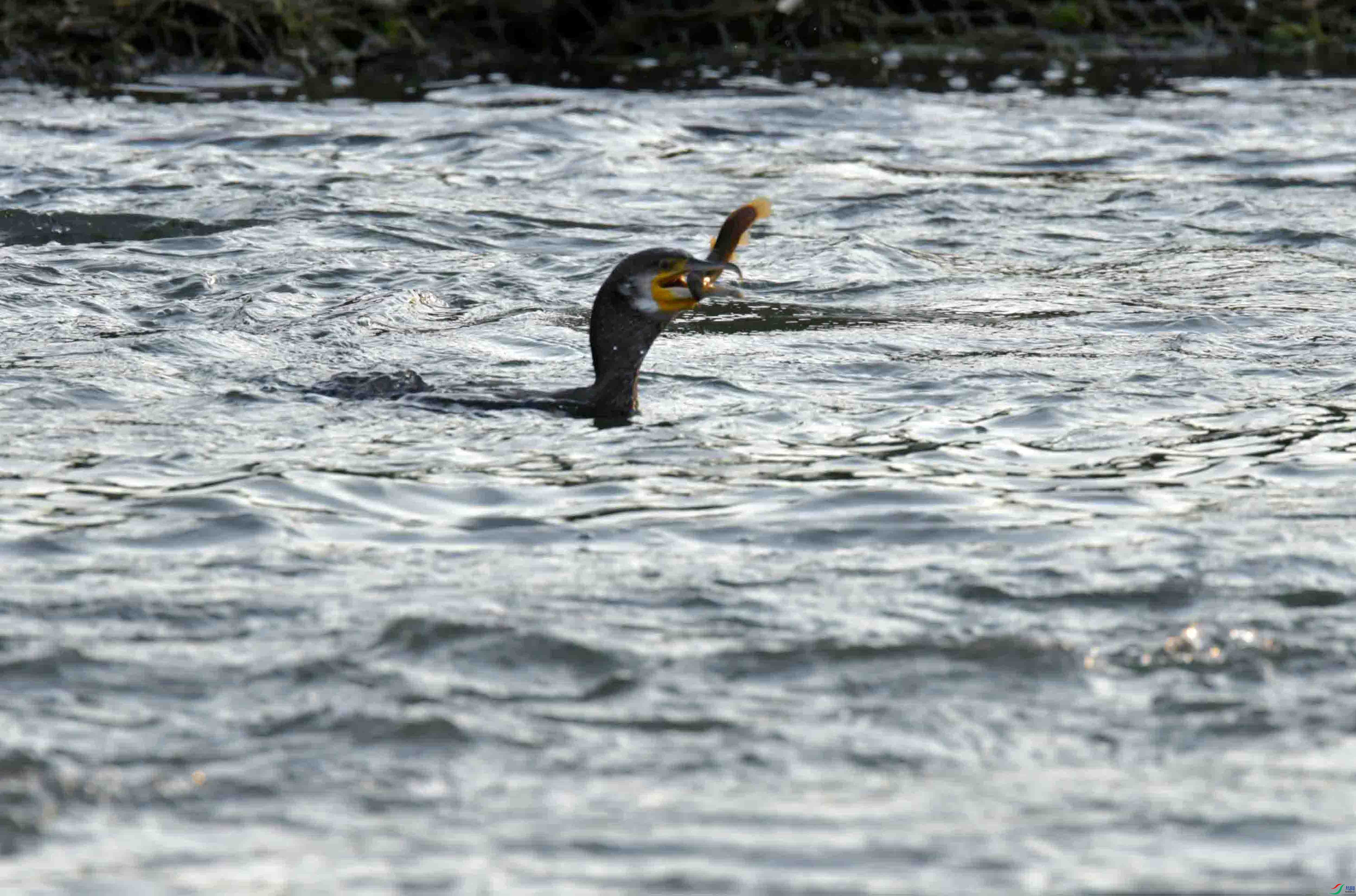 DSC_5431.JPG