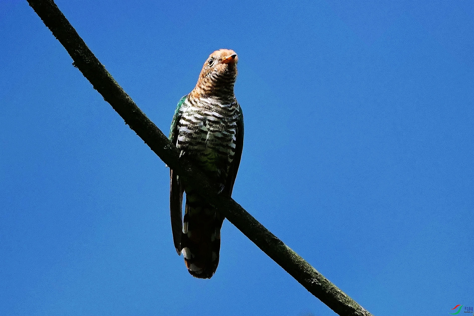 DSC_6220_����.jpg