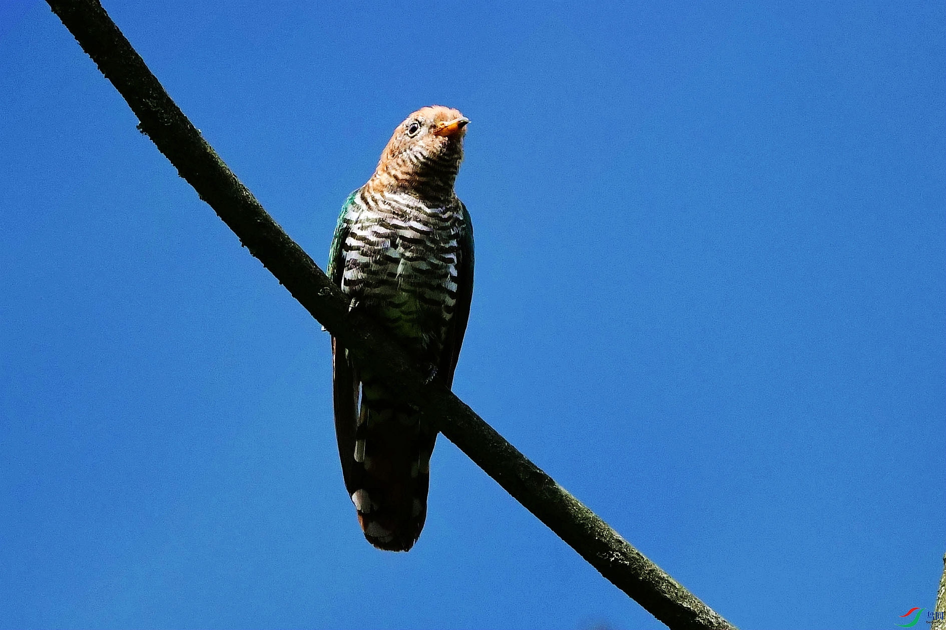 DSC_6232_����.jpg