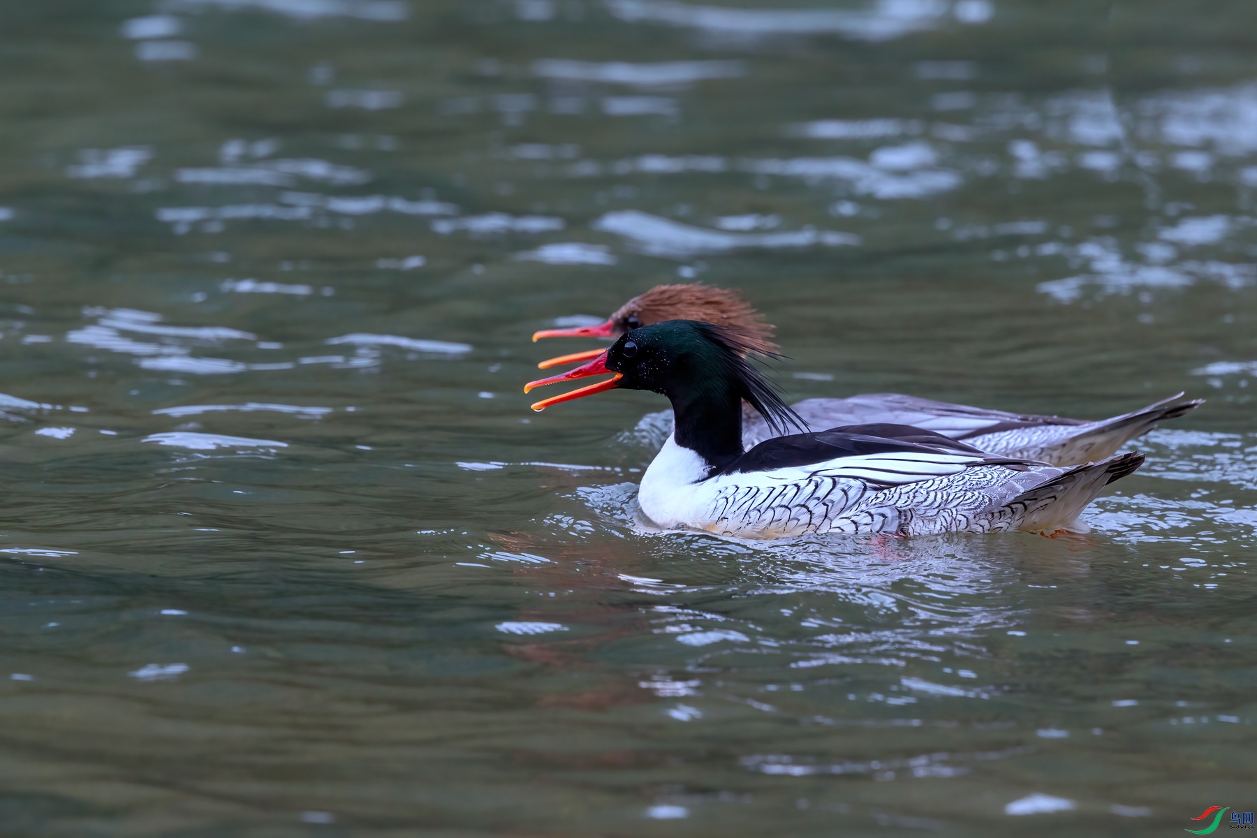 BF1I0840 ����_����.jpg