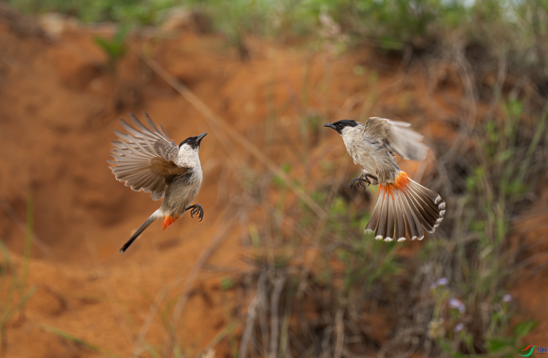 �׺�������