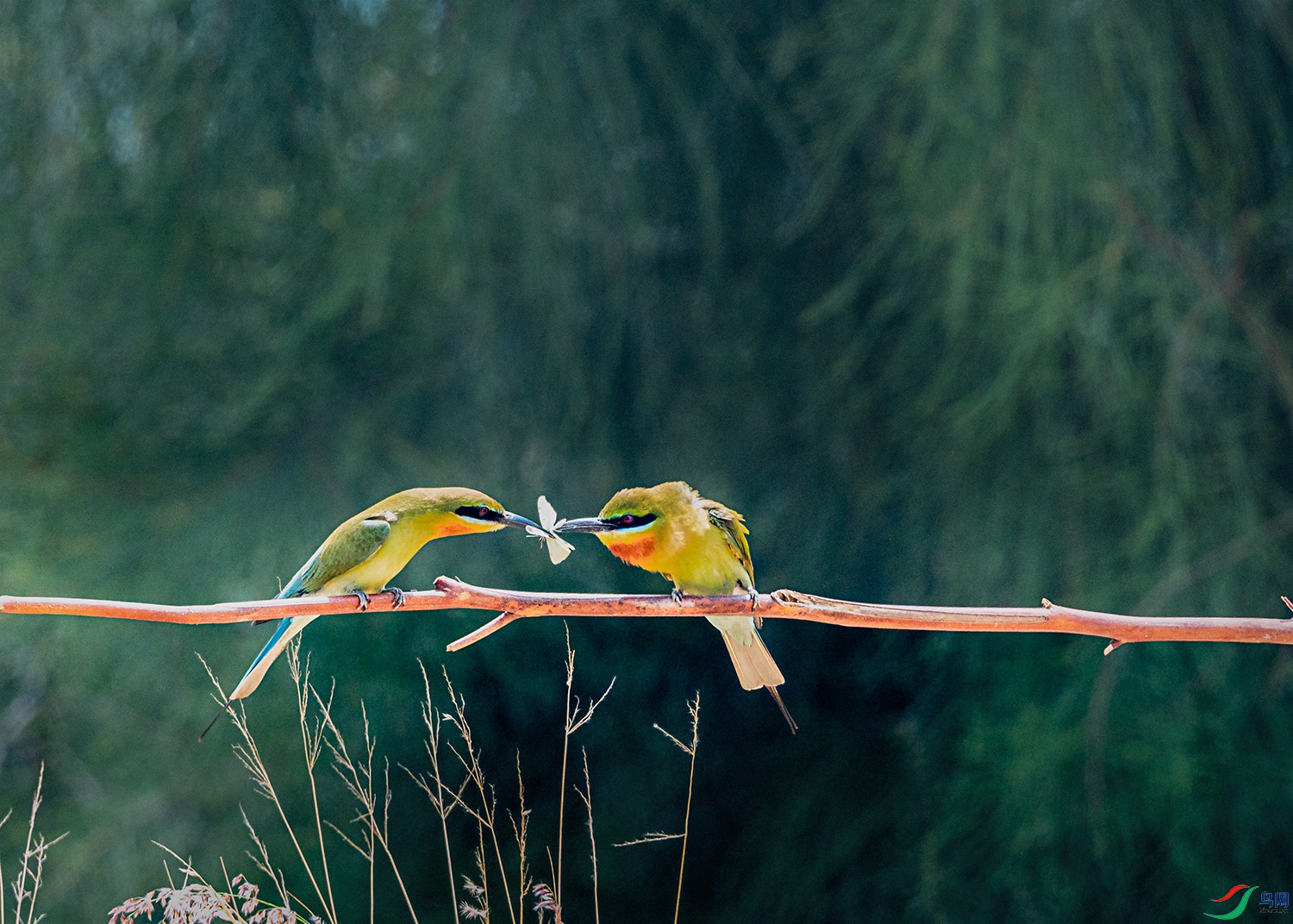DSC_3604-SR.jpg