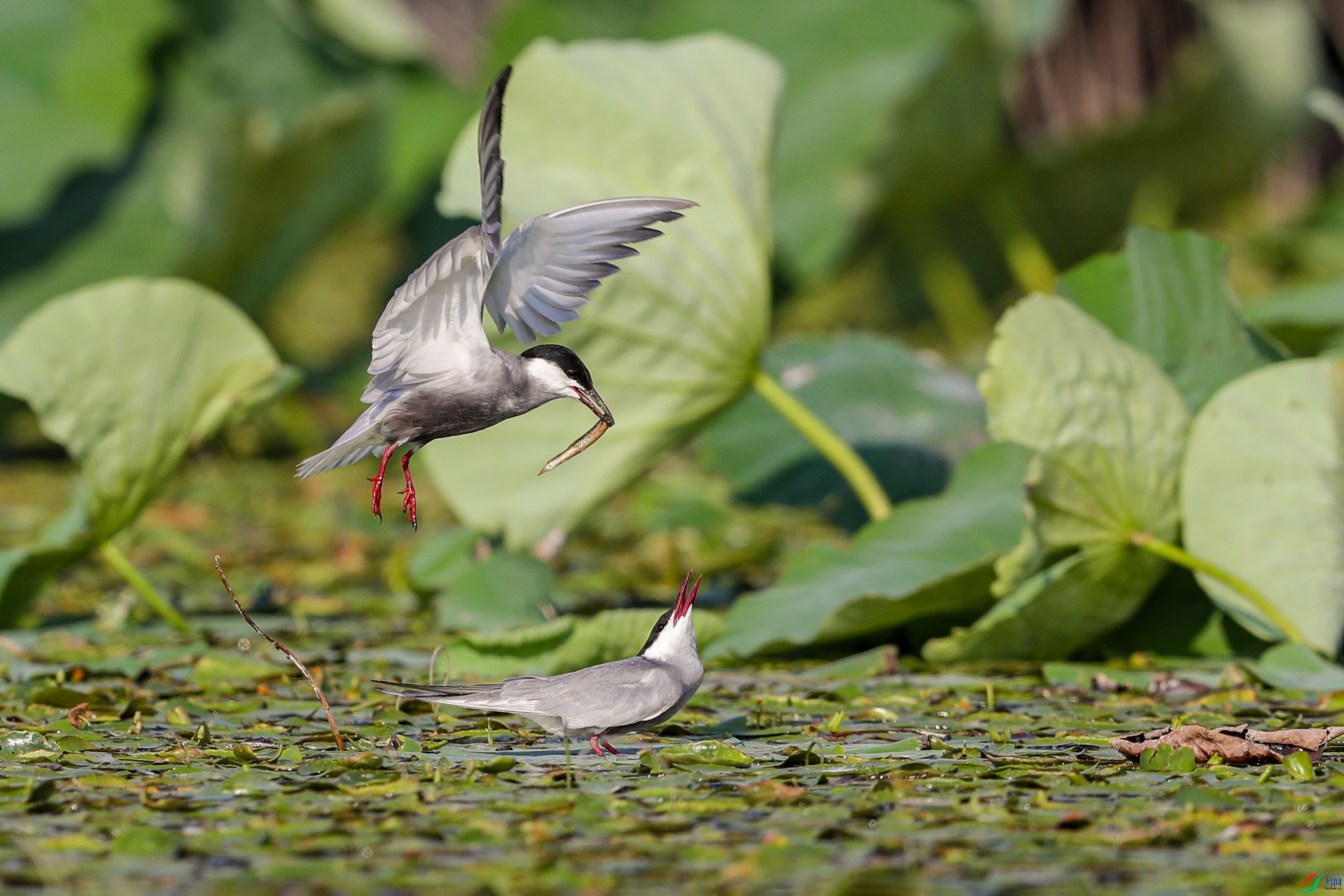 AK8I0811����   02.jpg