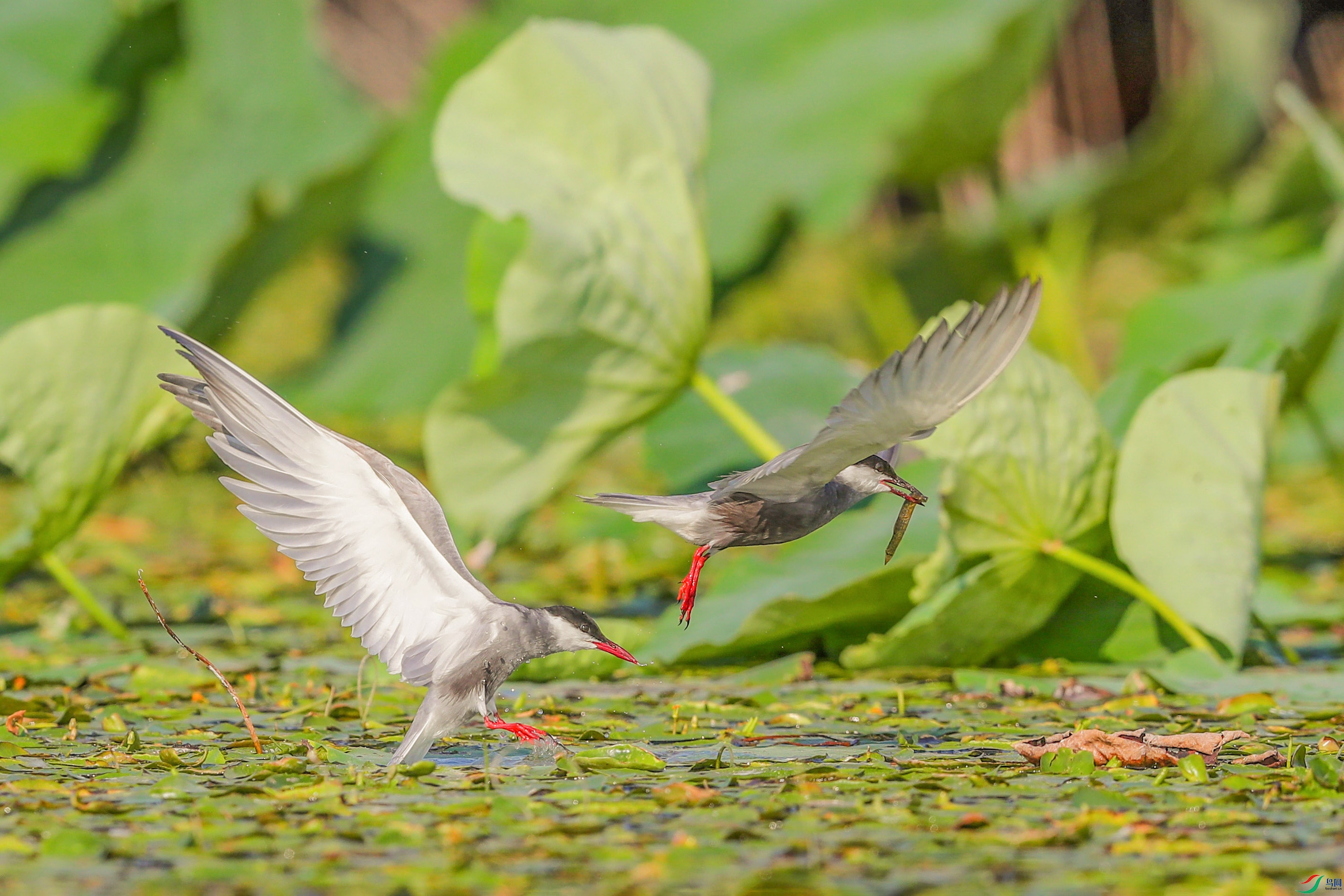 AK8I0906����  02.jpg