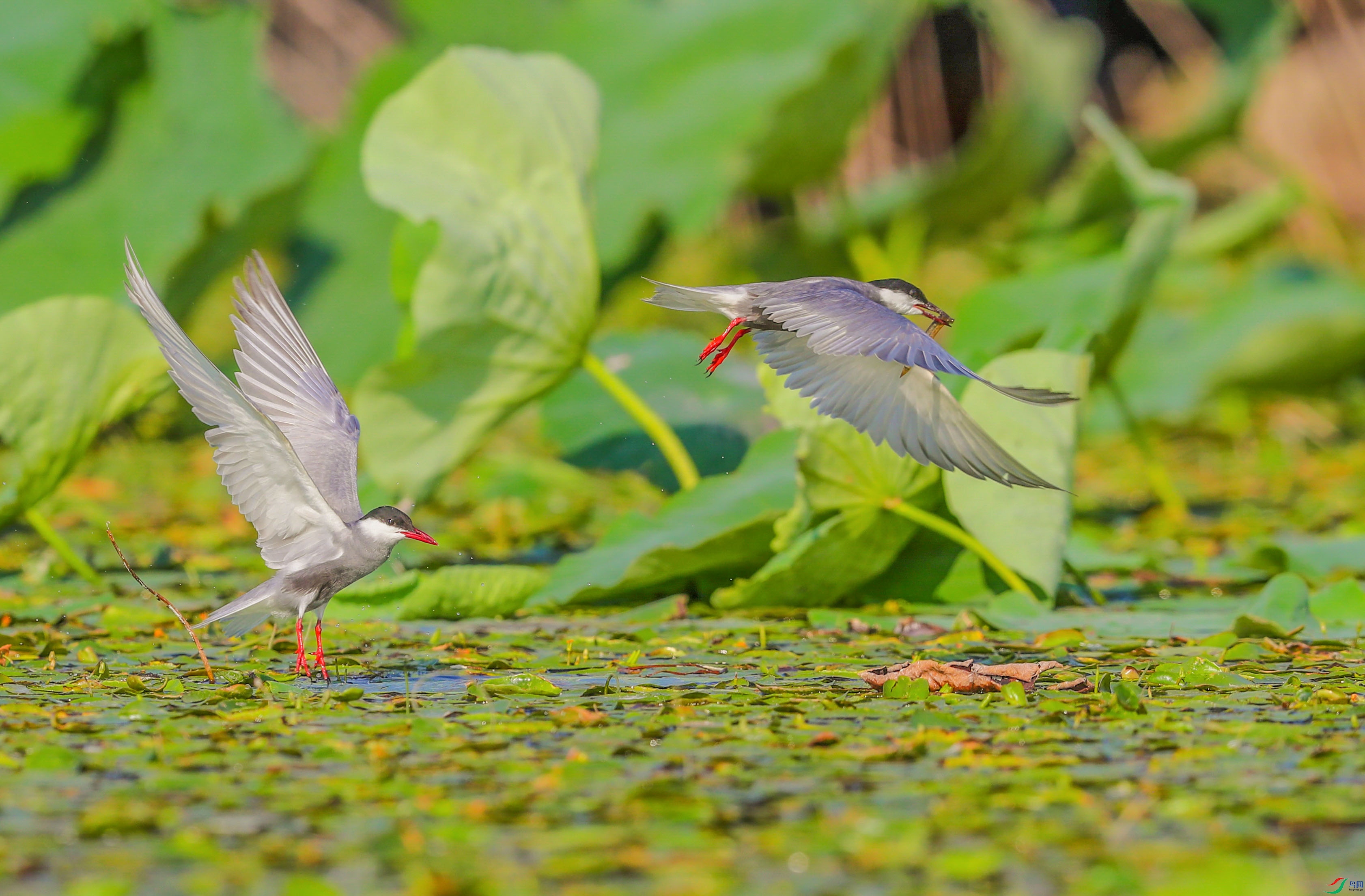 AK8I0908����   02.jpg