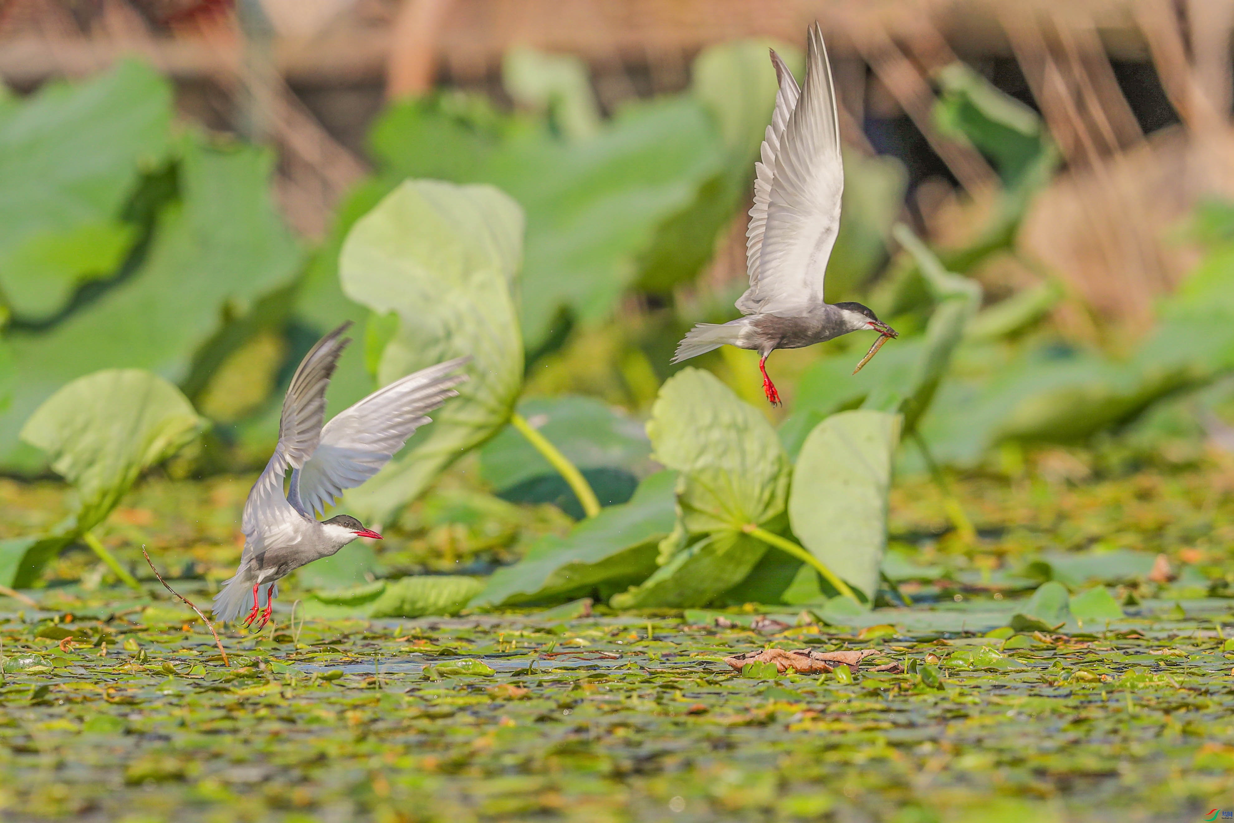 AK8I0909����  02.jpg