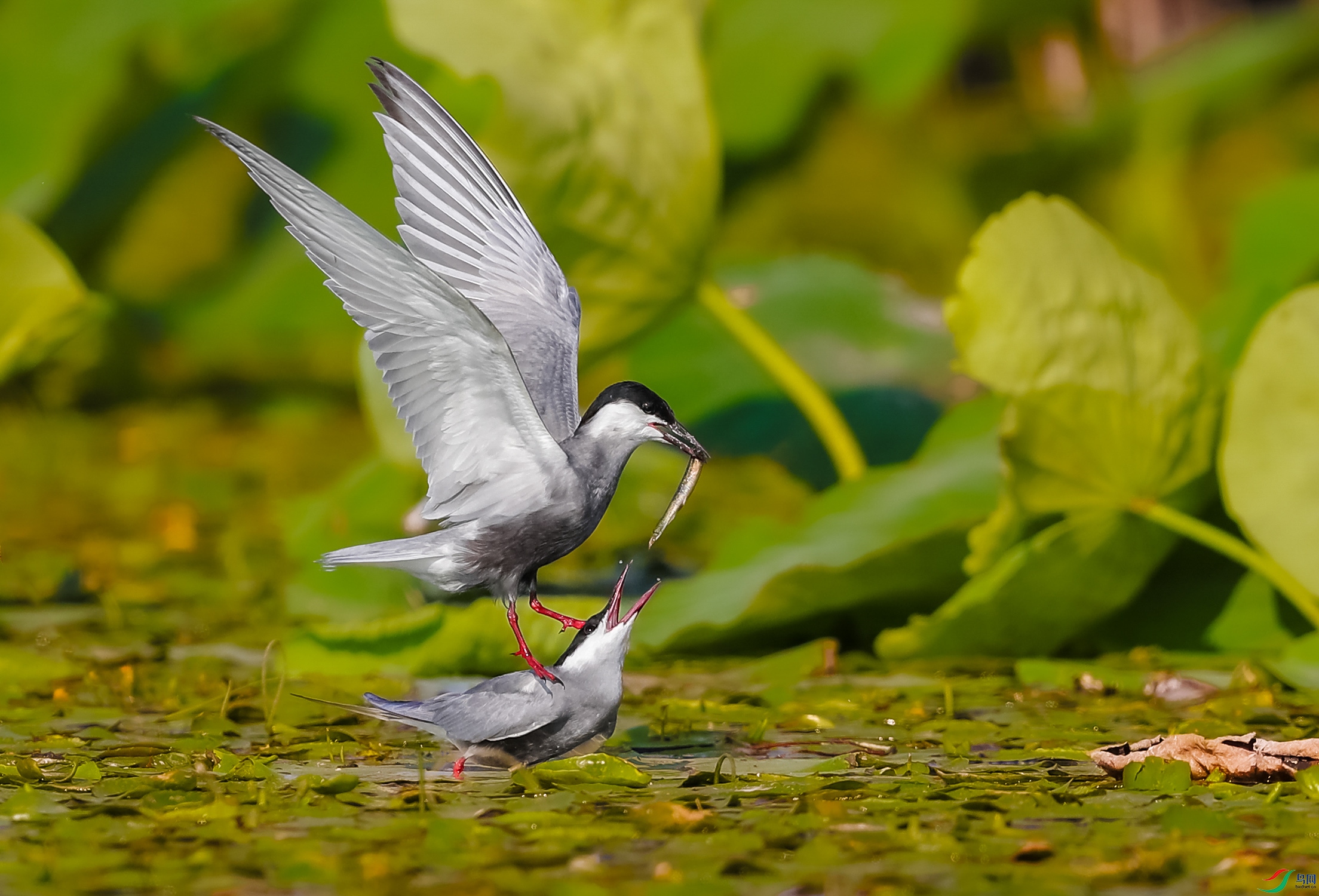 AK8I0895����  002.jpg