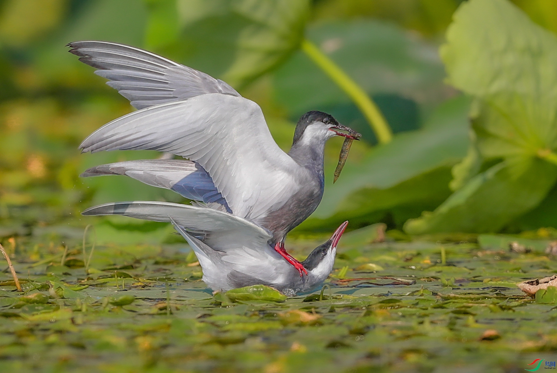 AK8I0905����  02.jpg