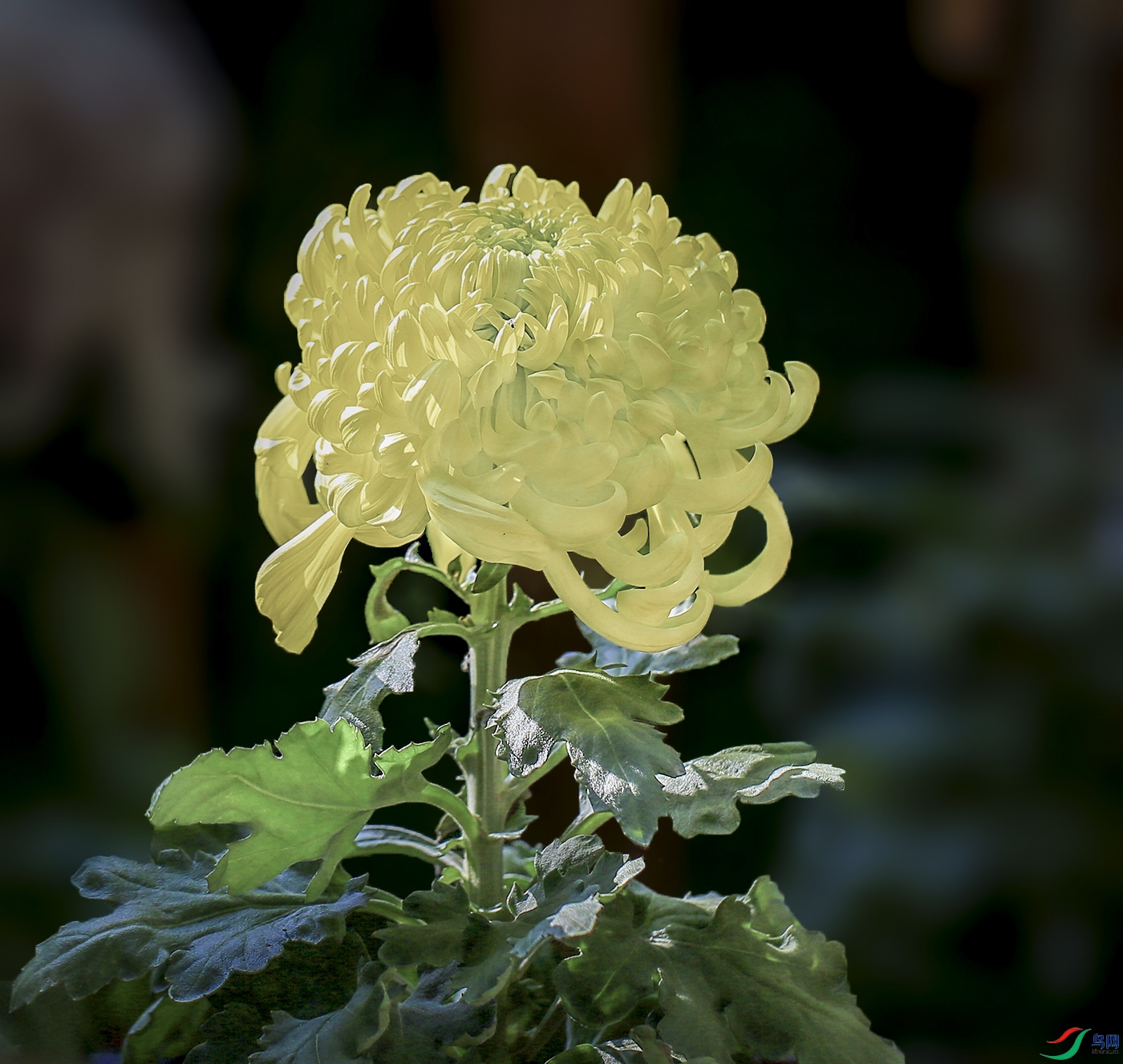 001565832IMG_0855 ������ 1000k.jpg