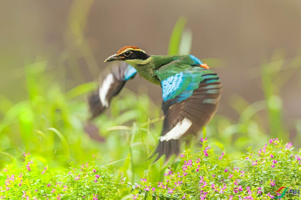 sdwfR 220813 (267)_DxO.jpg