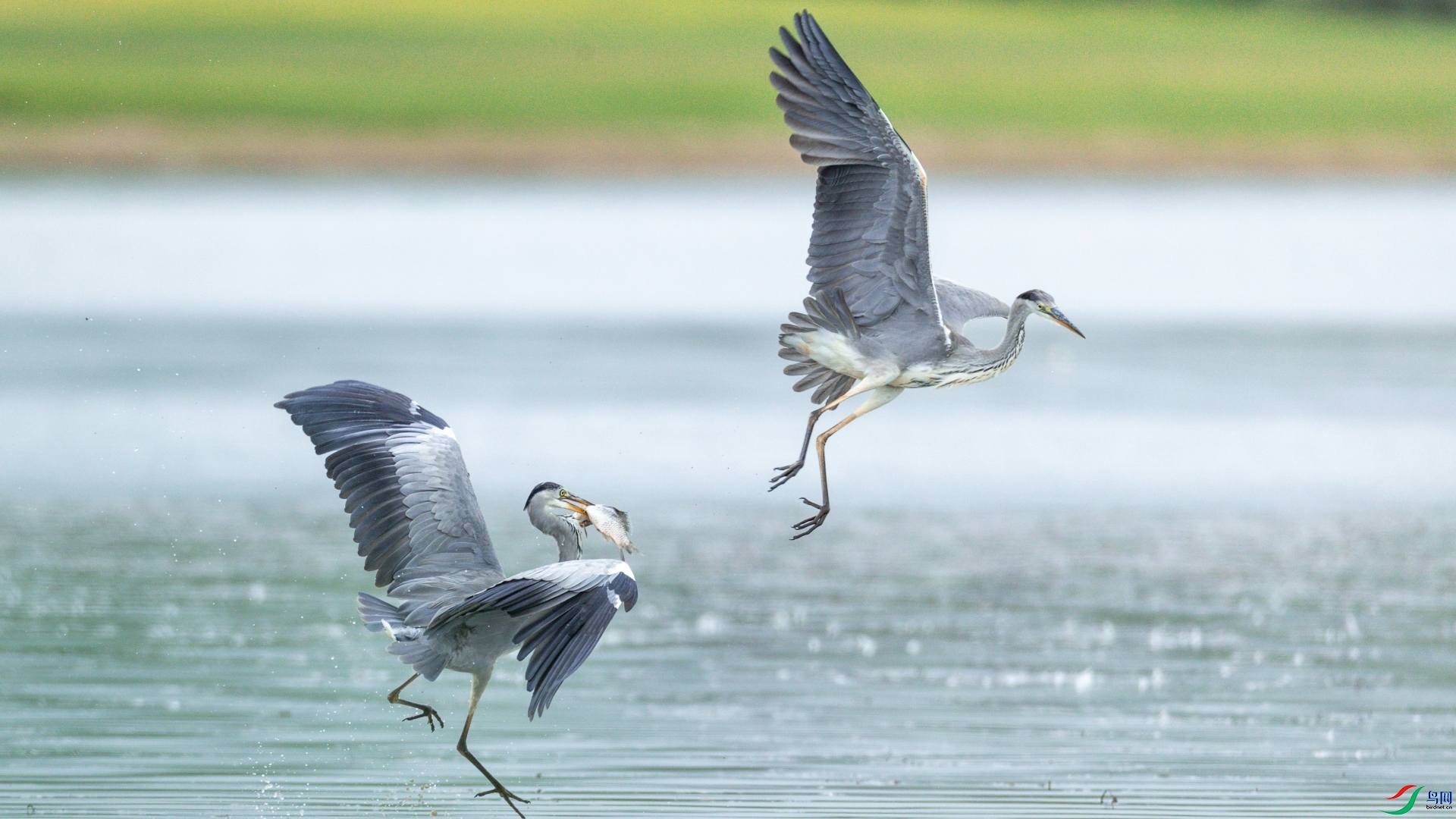 ����
