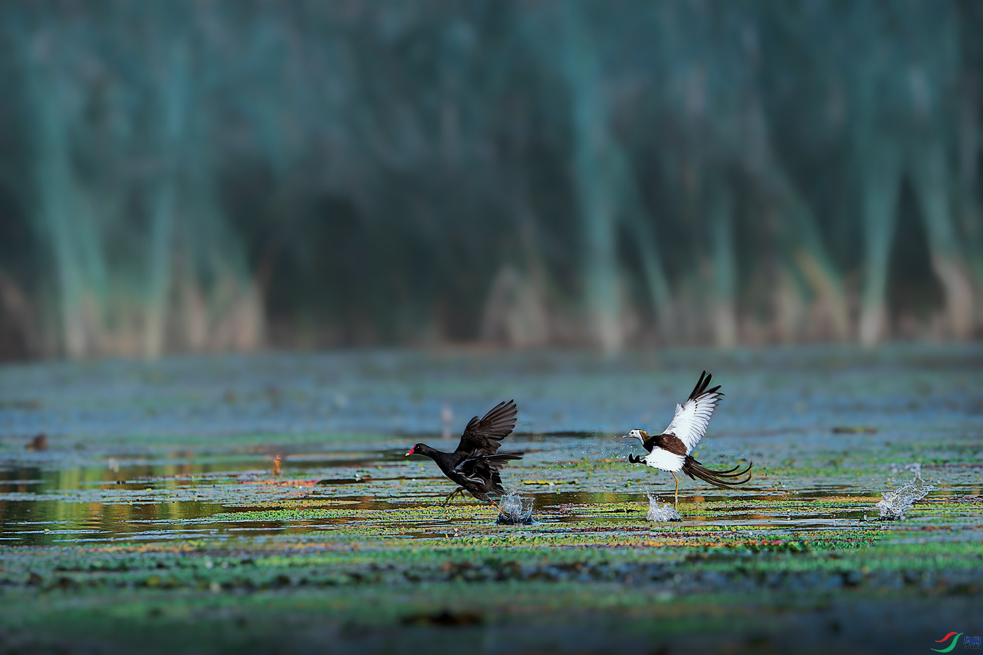 _DSC3738-����ǿ-NR-�ָ��� ����.jpg