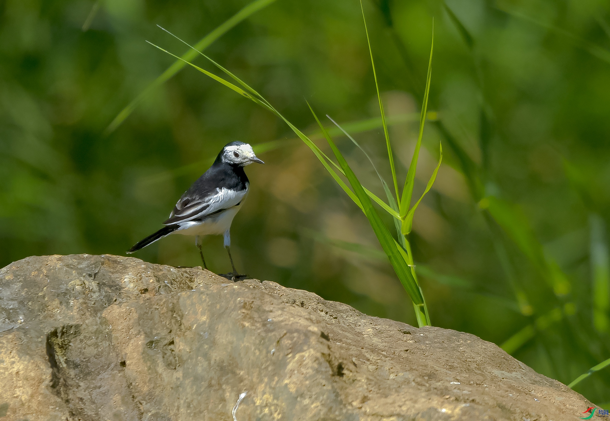 DSC_4415.JPG