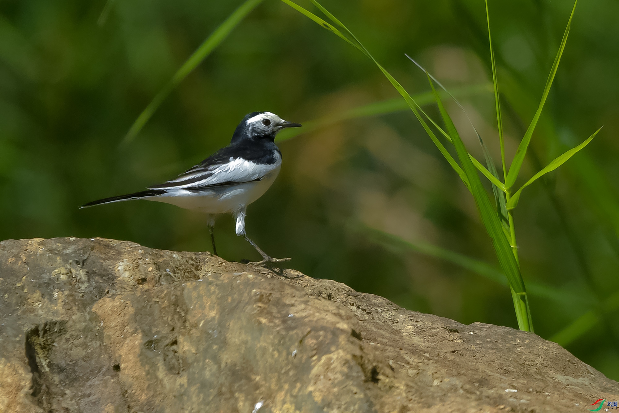 DSC_4418.JPG