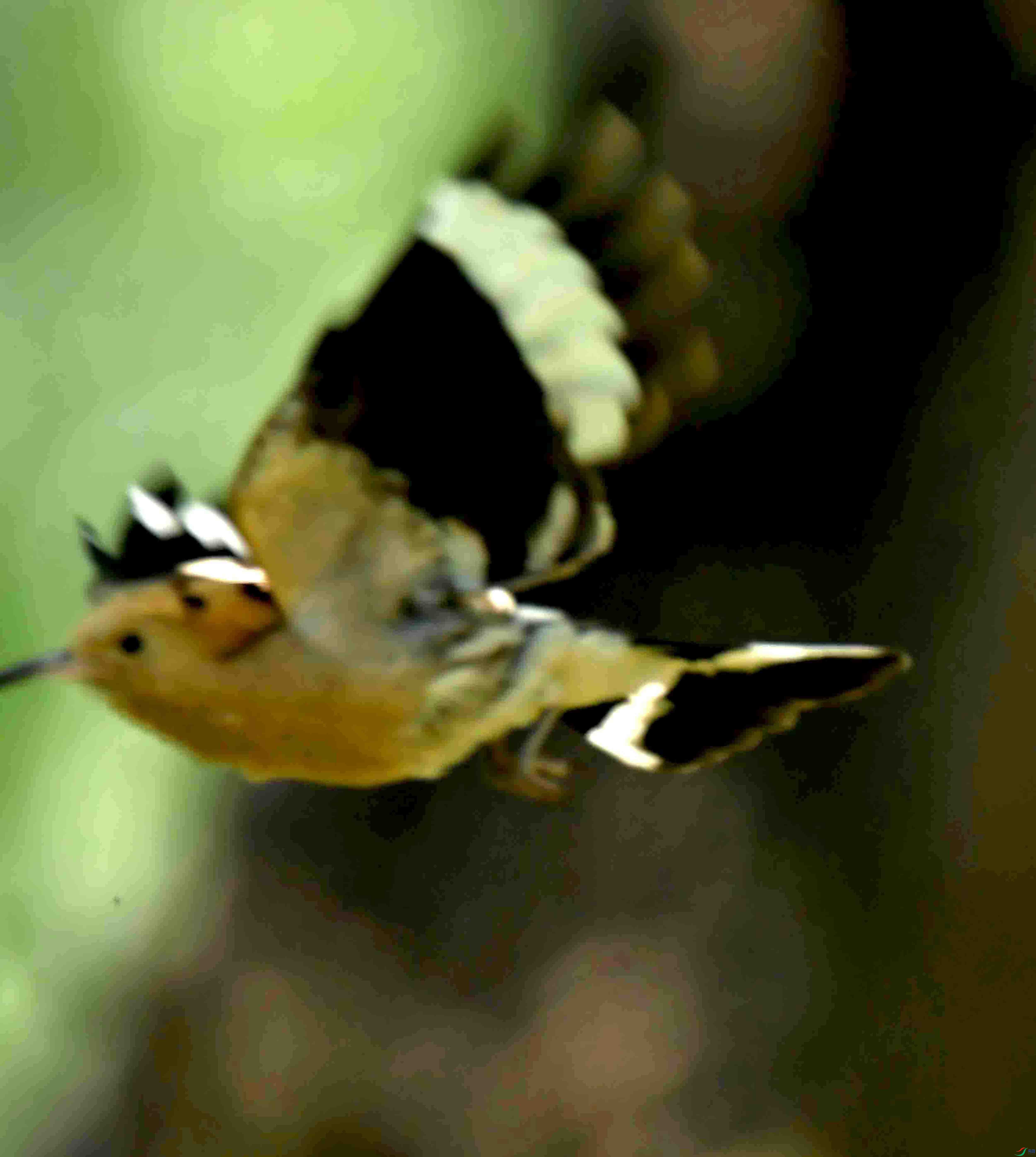 DSC_2917.JPG
