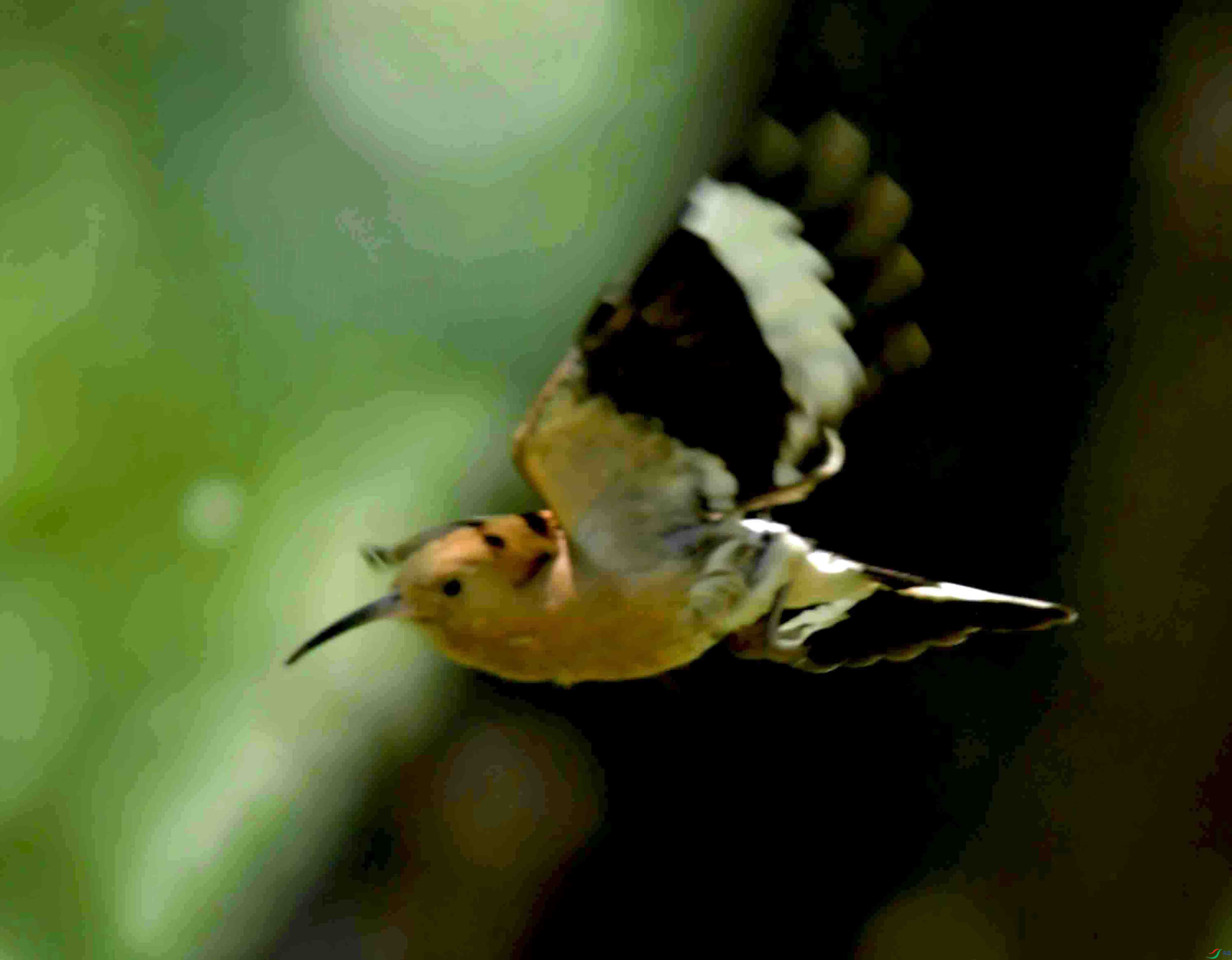 DSC_2944.JPG
