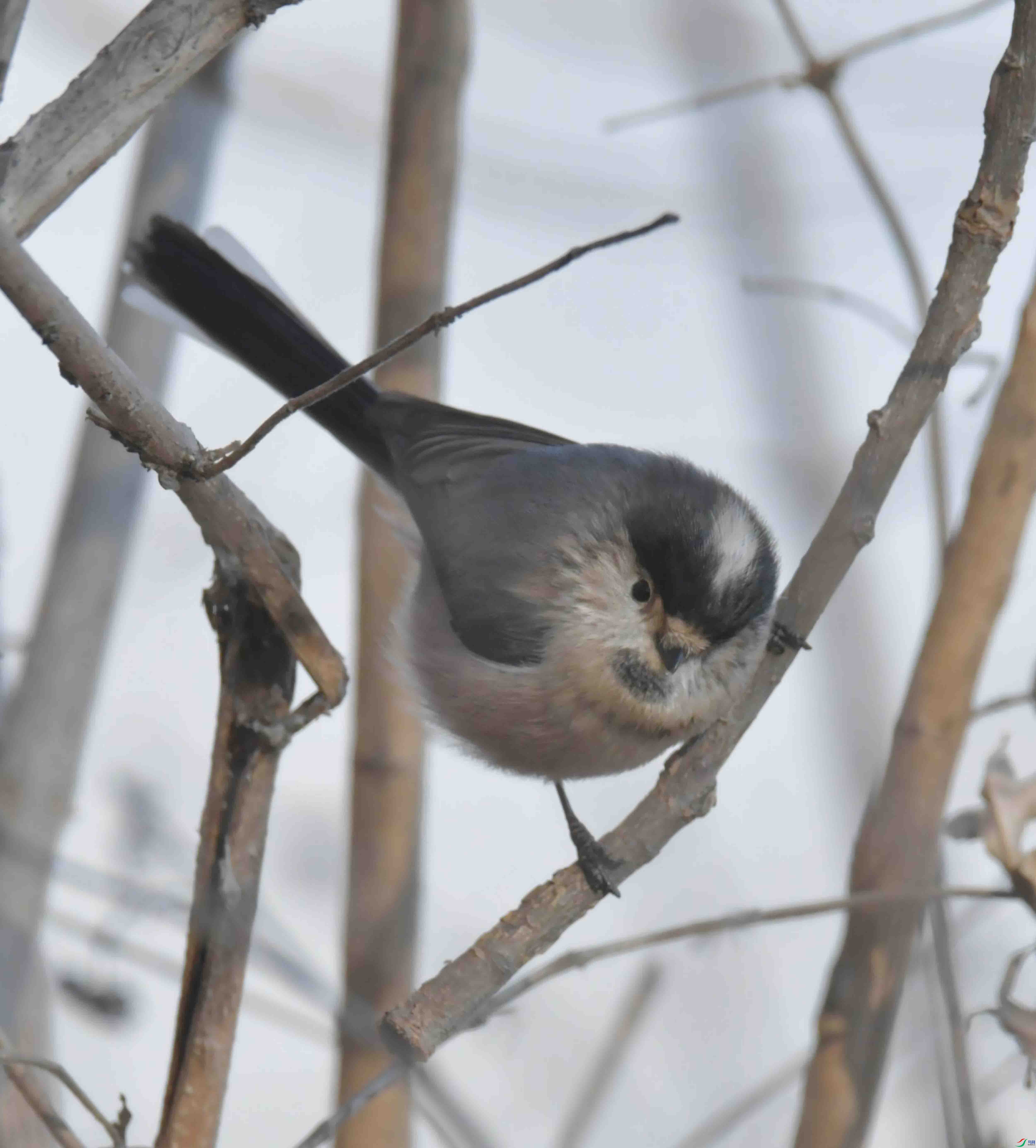 DSC_2031.JPG