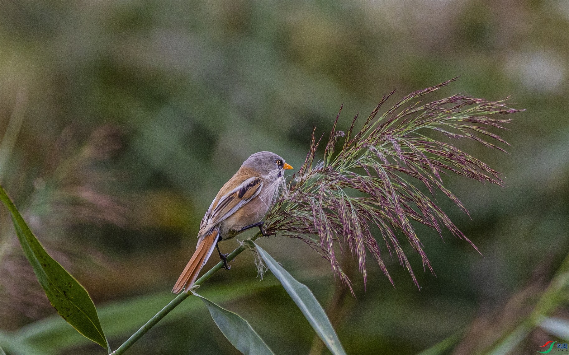 1K3A7347 ����1.jpg