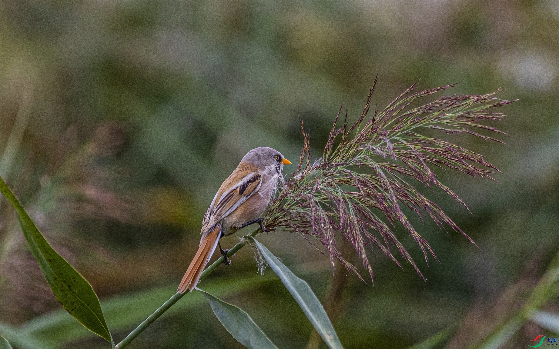 1K3A7346 ����1.jpg