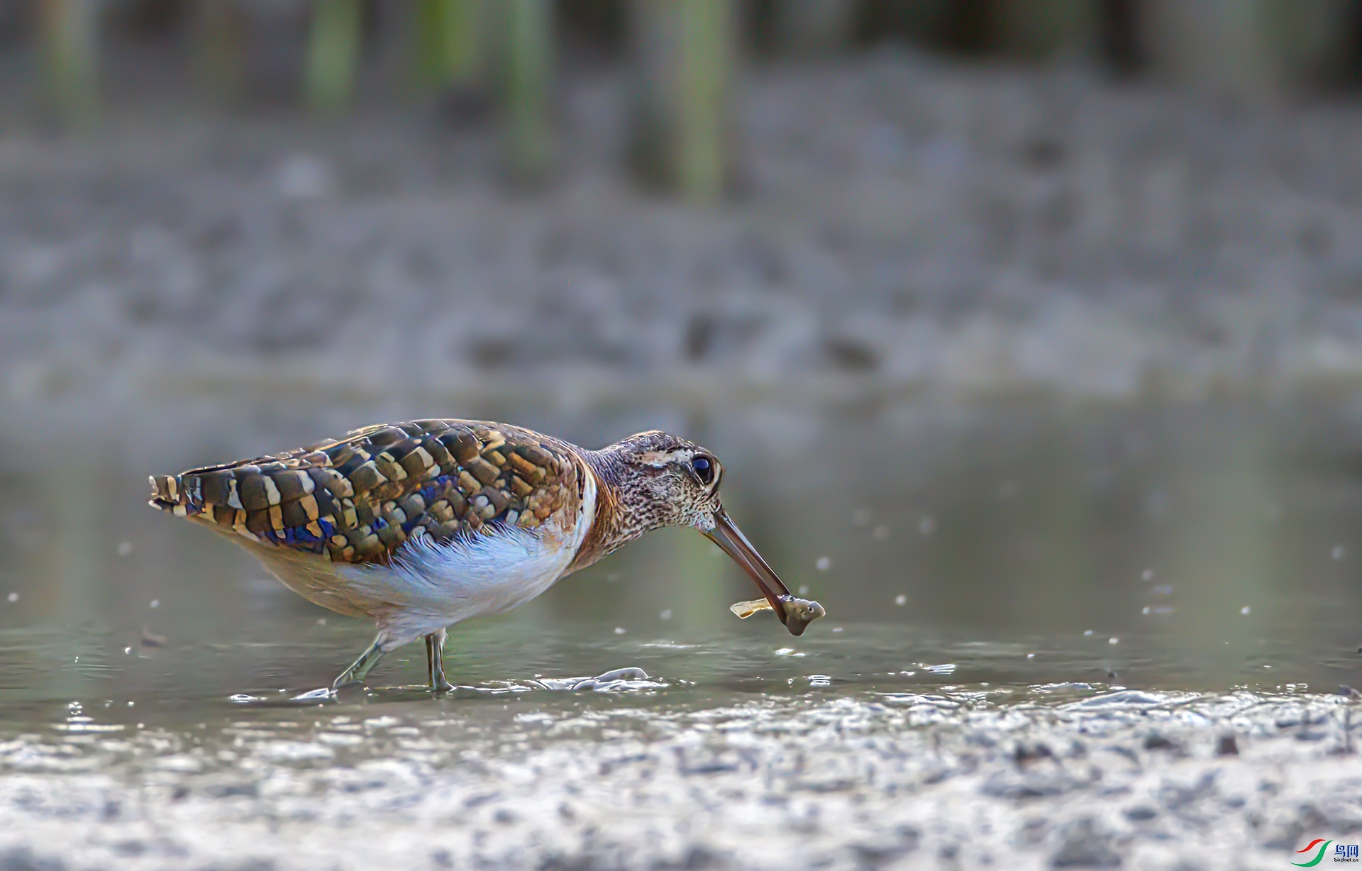 AS7I8255-Sh---1 .jpg