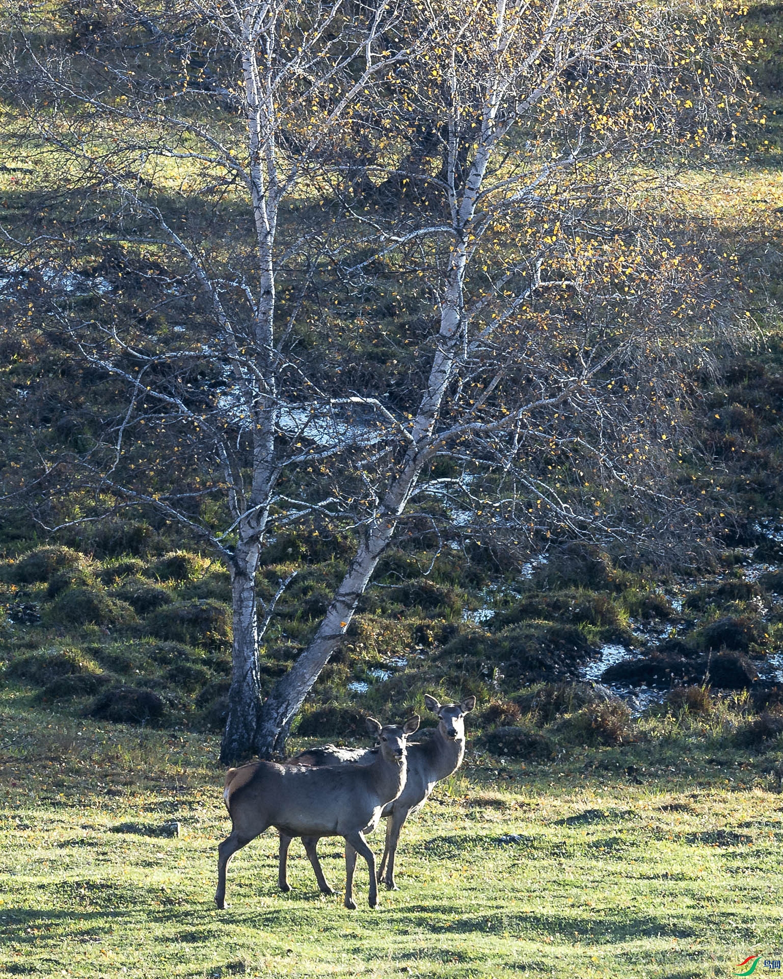 �����������Ӱ�� ��Į����.jpg